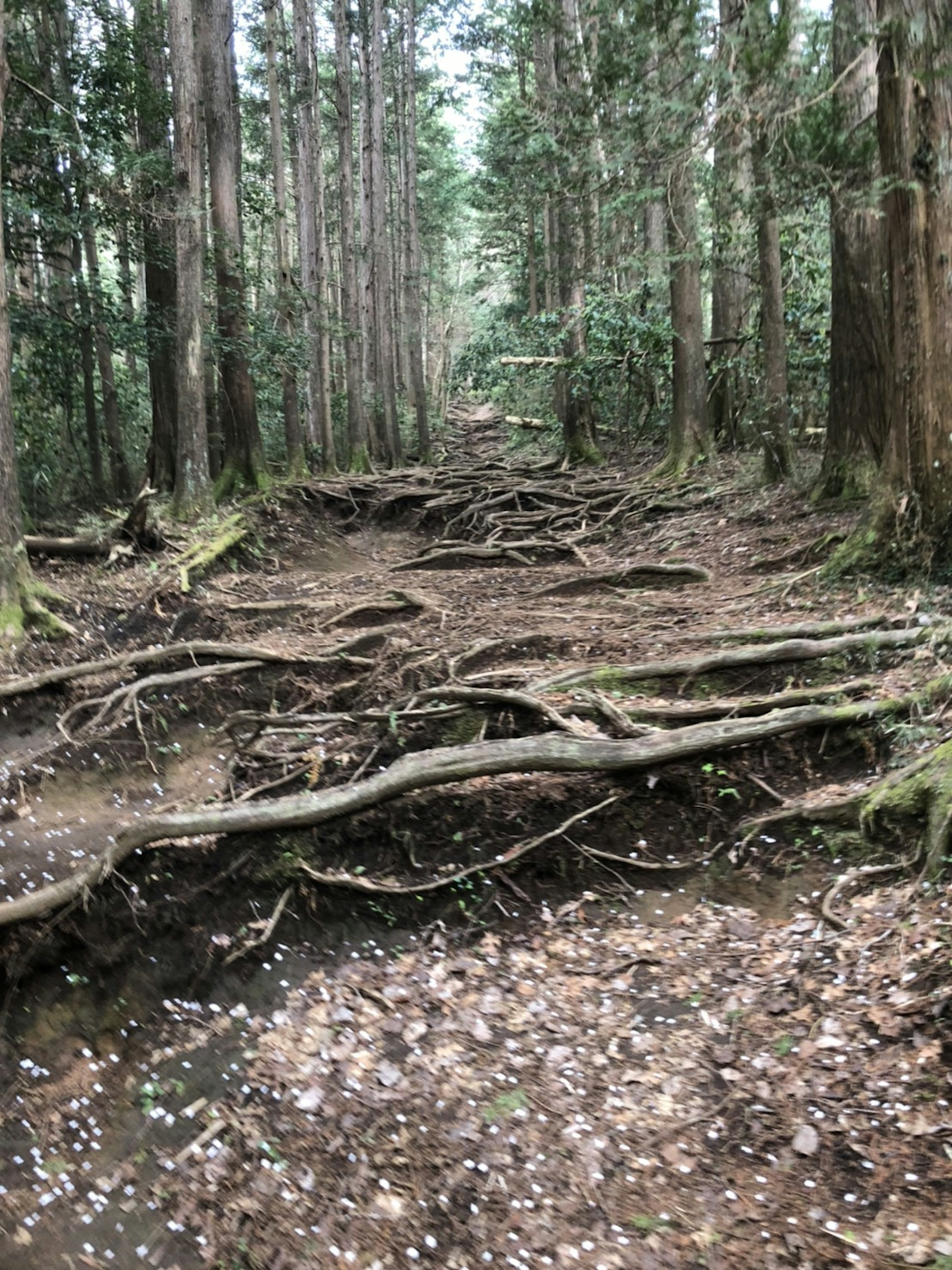 A forest path featuring visible tree roots and scattered leaves