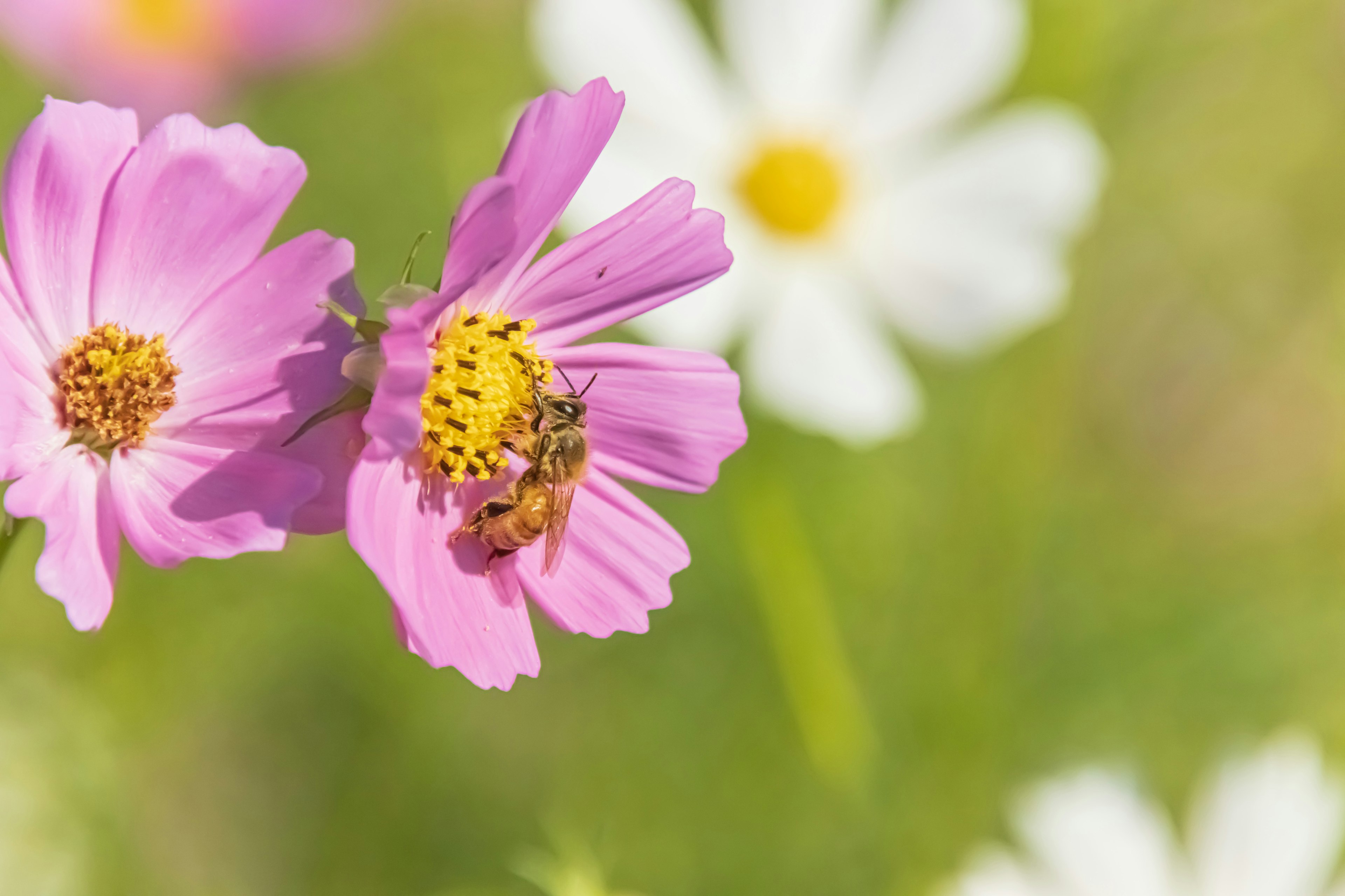 Abeja recolectando néctar de una flor rosa con margaritas blancas al fondo