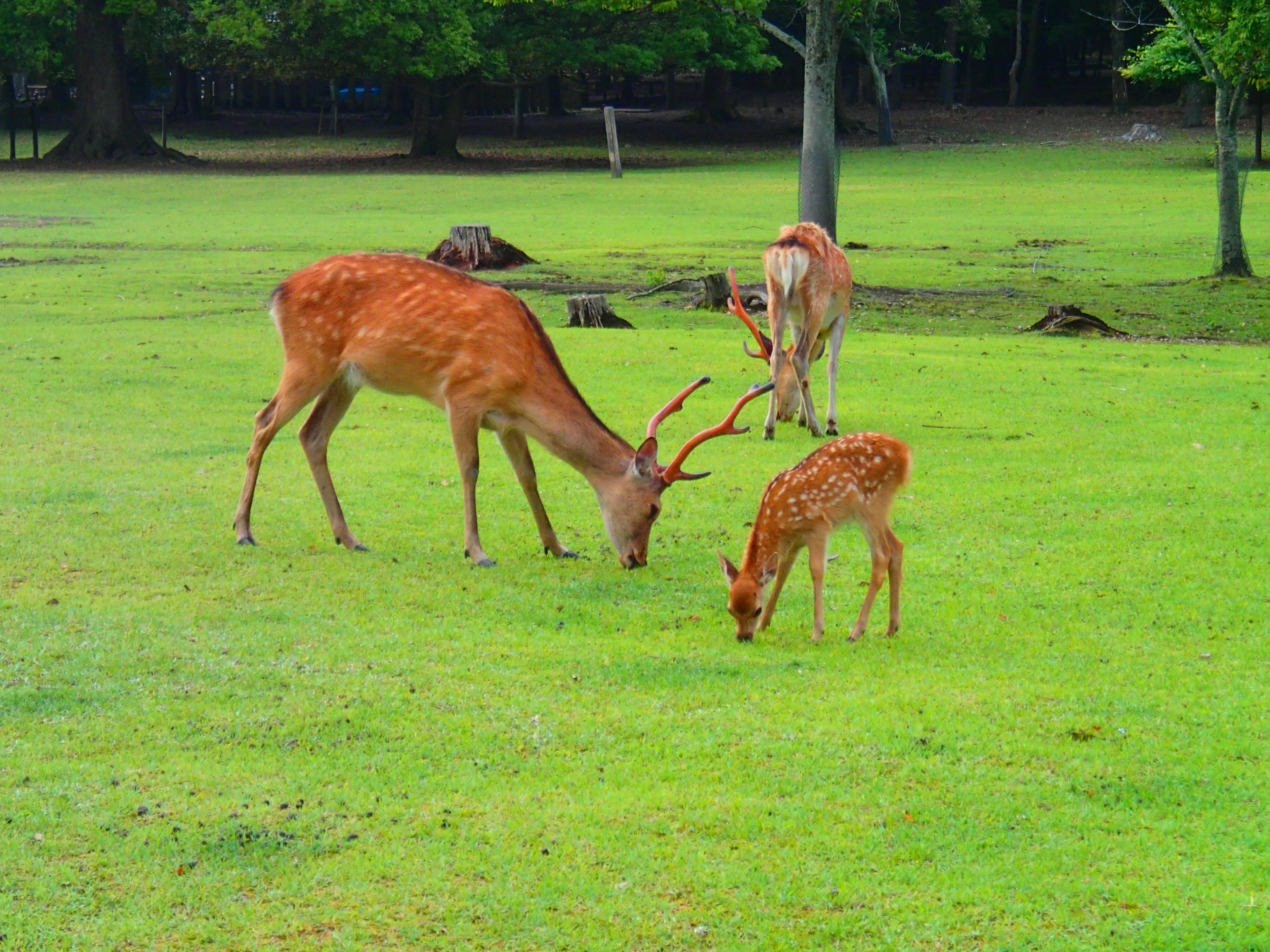 A group of deer grazing on a green meadow