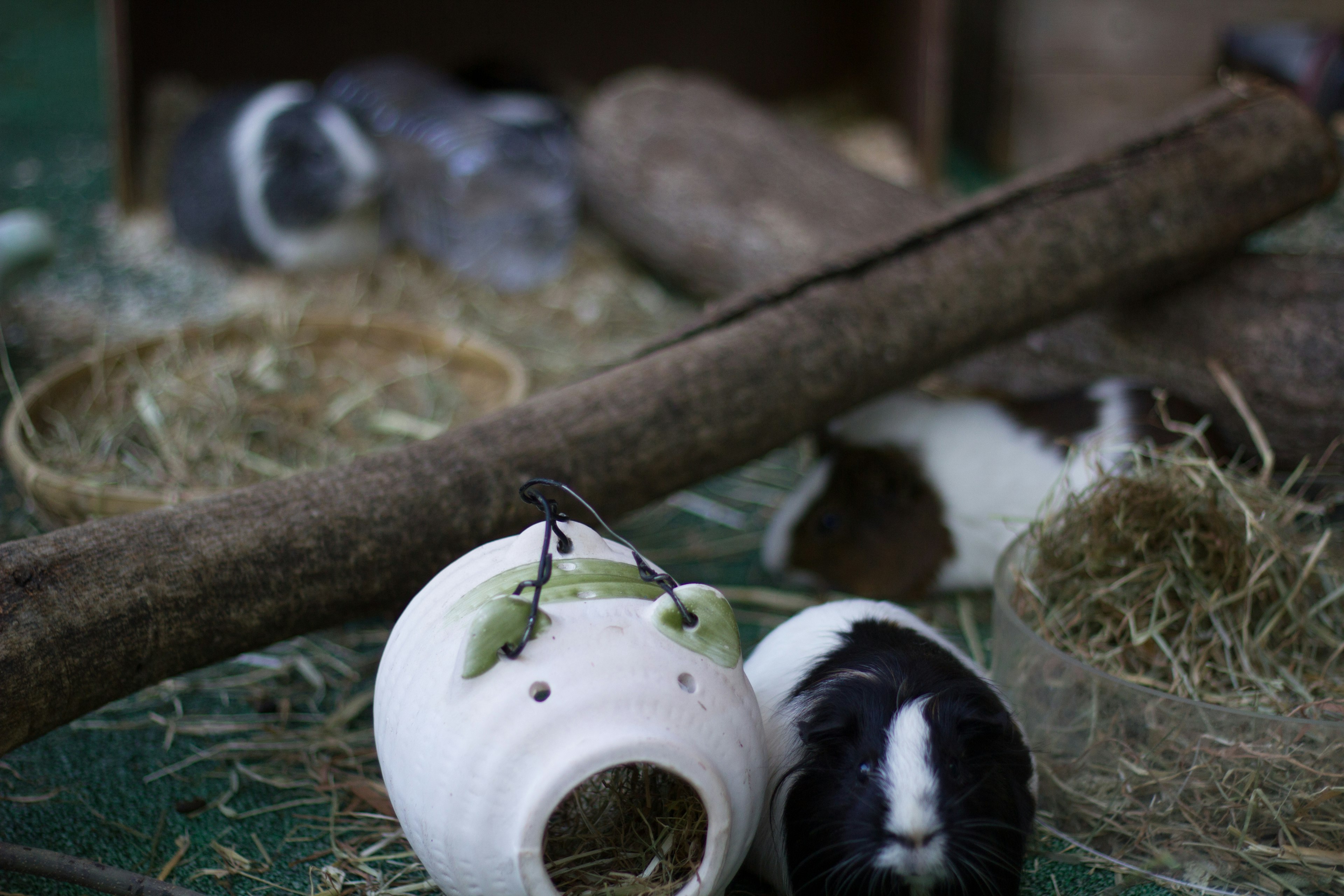 A black and white rabbit playing on hay with a toppled ceramic bowl and wooden stick in the background