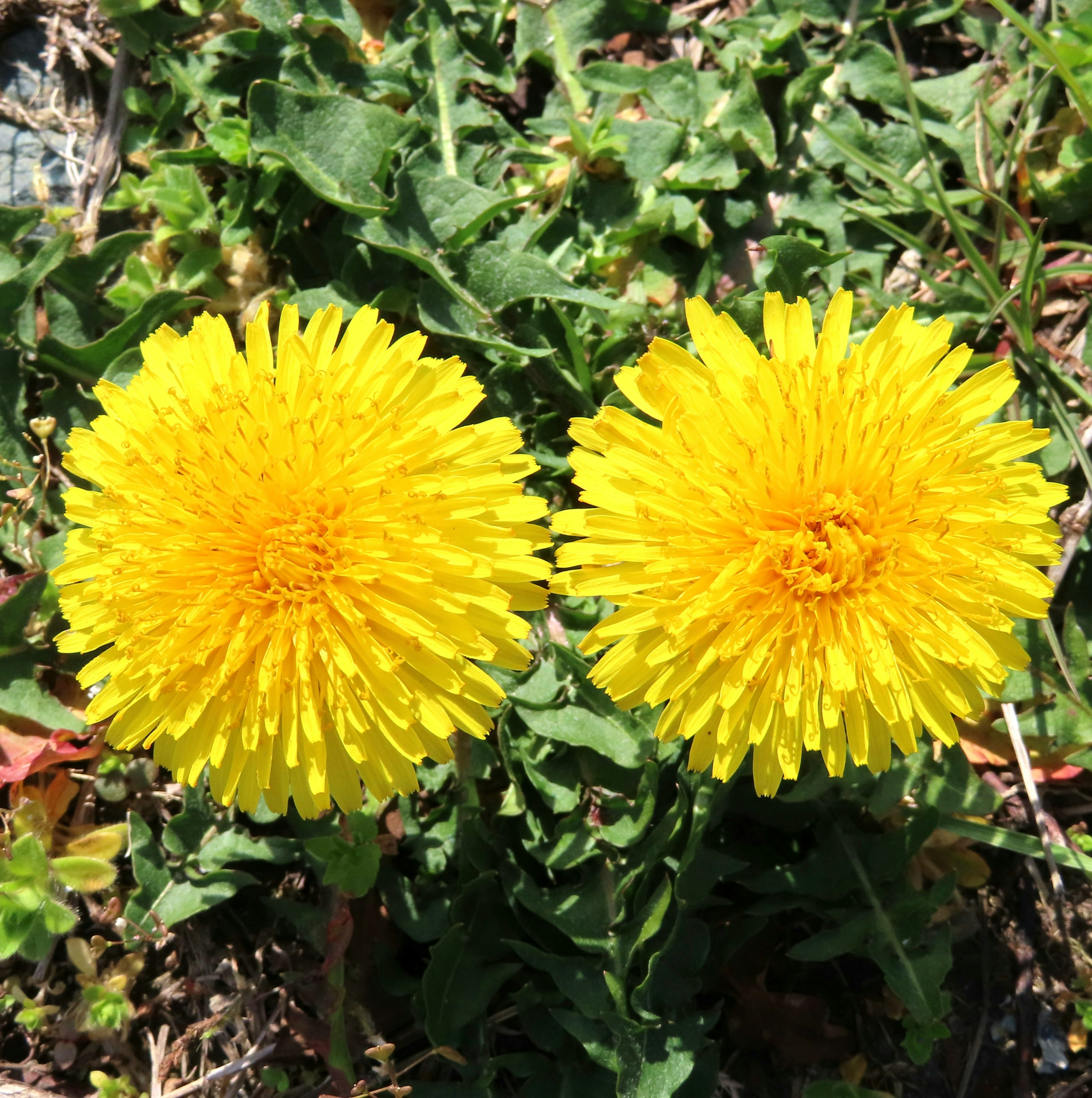 二つの黄色いタンポポの花が緑の葉に囲まれて咲いている