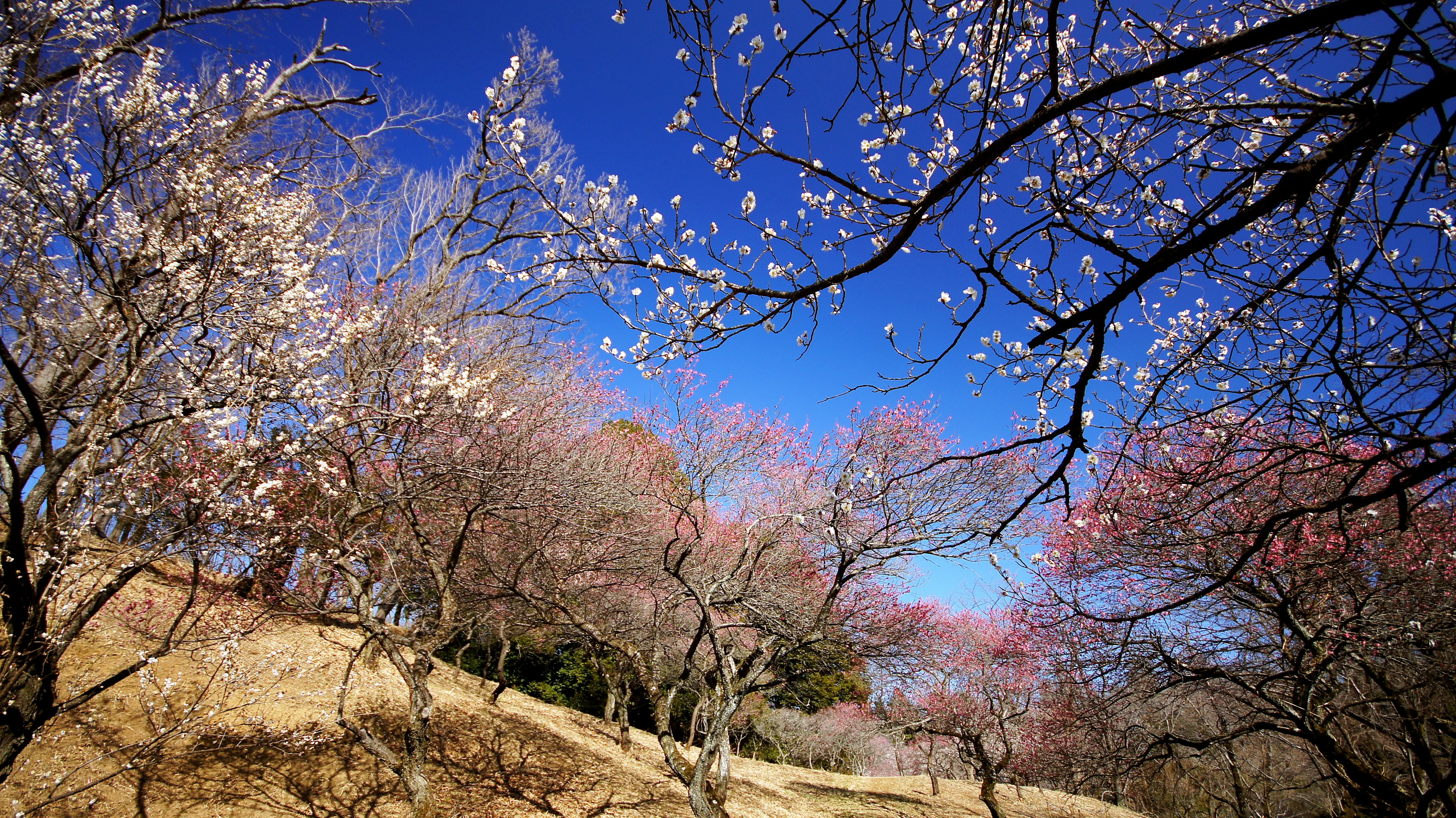 Alberi di ciliegio in fiore sotto un cielo blu chiaro con dolci colline