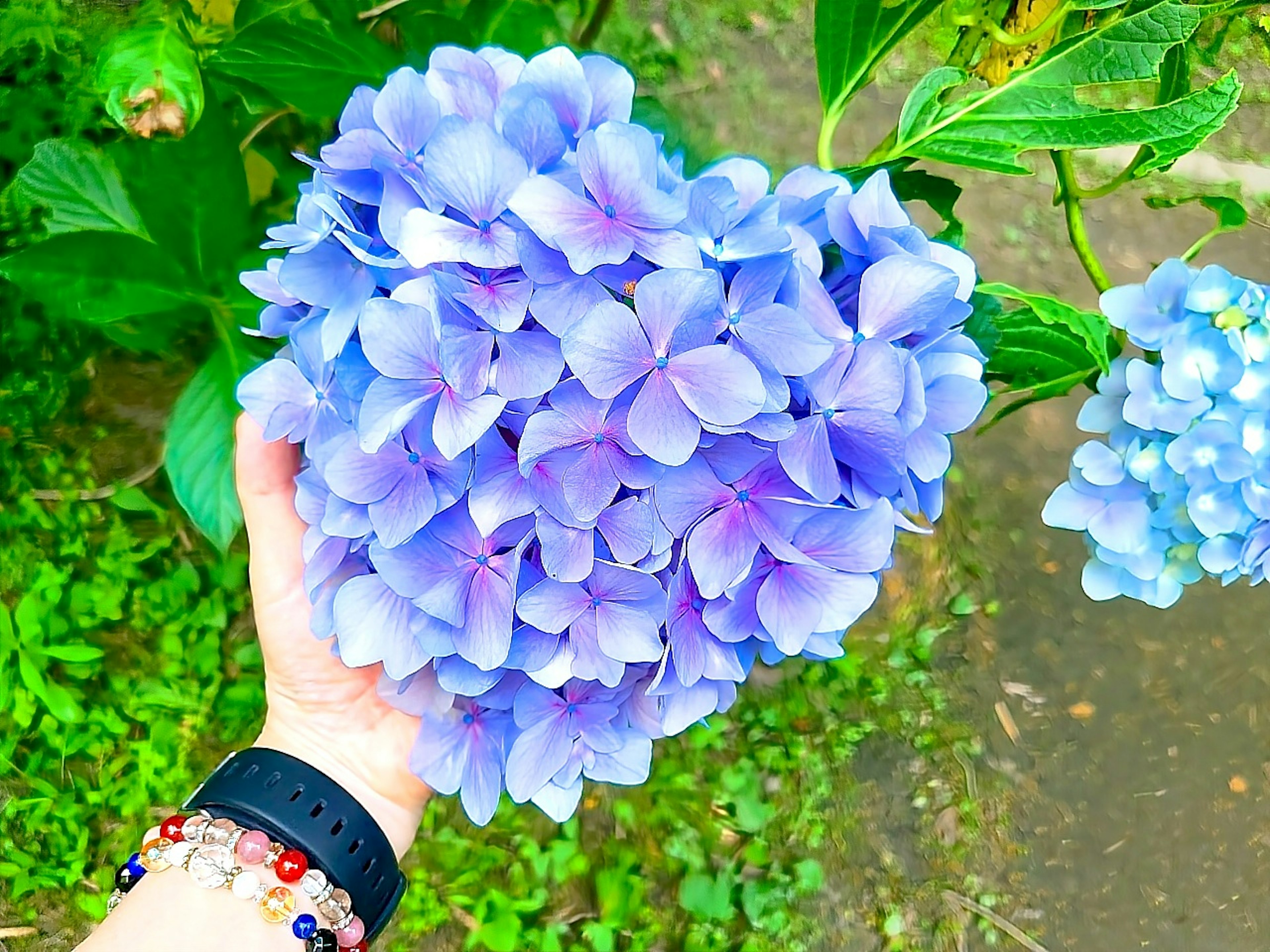 Ramo en forma de corazón de hortensias moradas sostenido en una mano