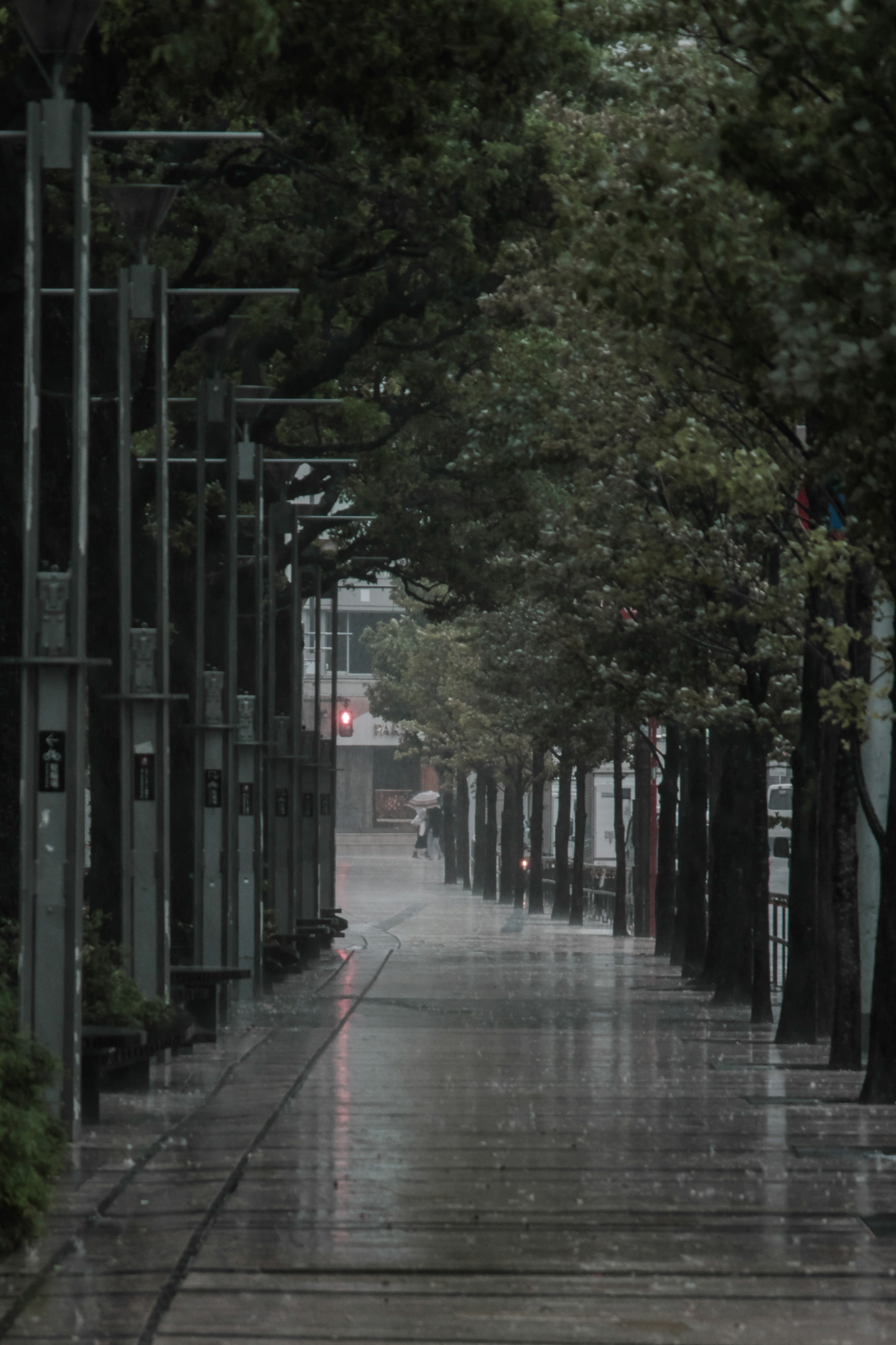 Rain-soaked sidewalk with green trees lining a quiet street