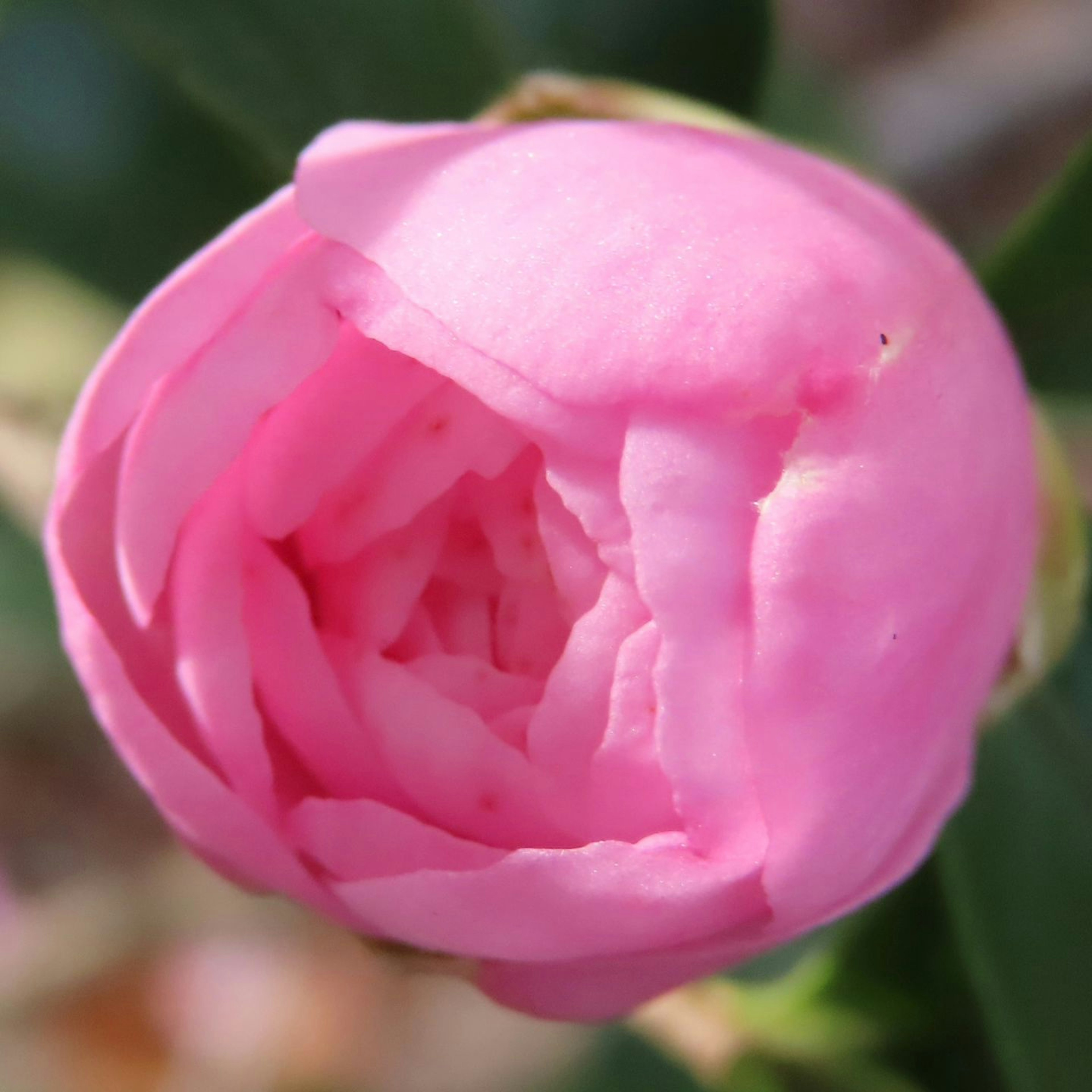 Gros plan d'un bouton de fleur rose avec des pétales doux