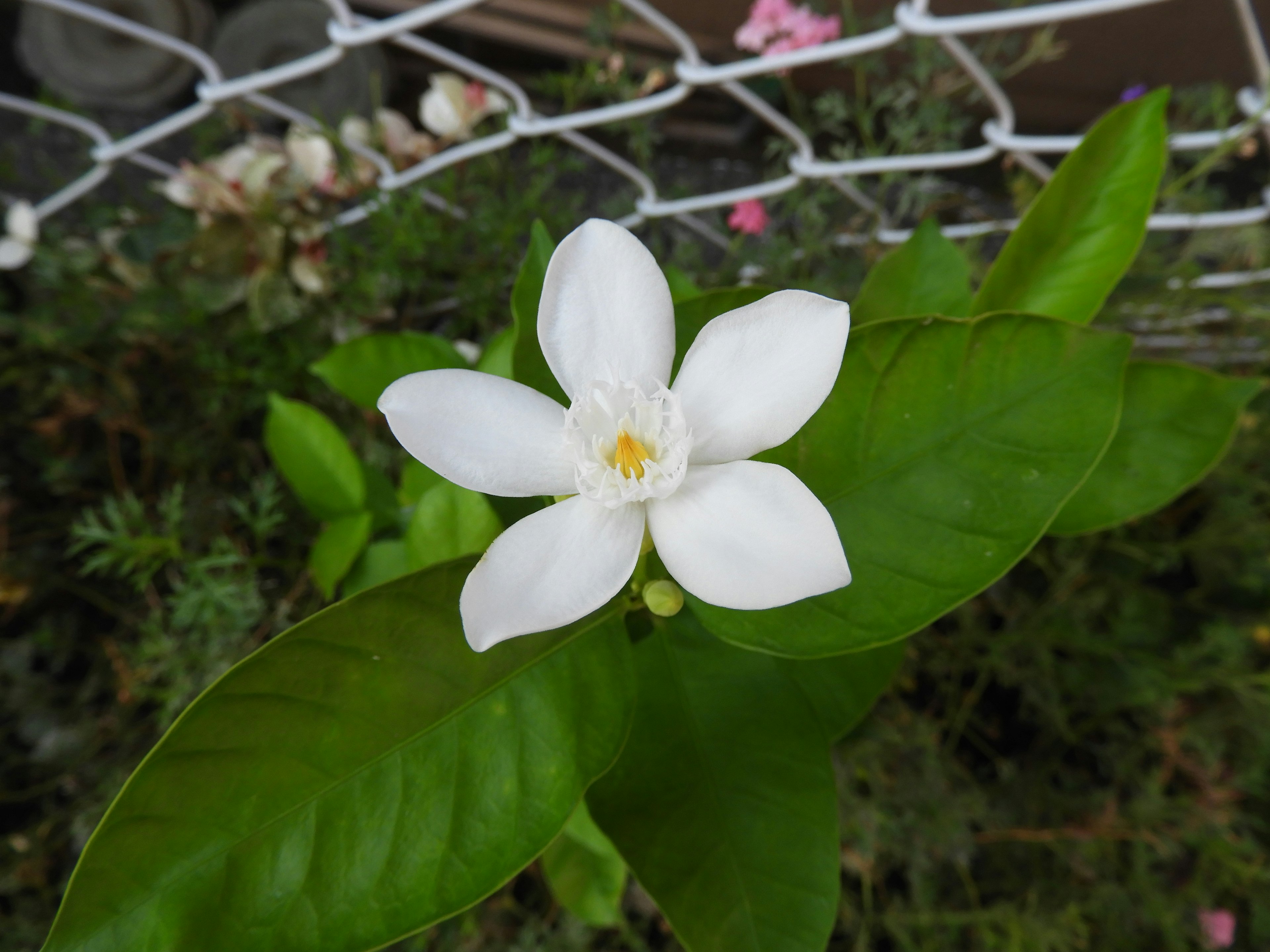 Close-up of a white flower with green leaves