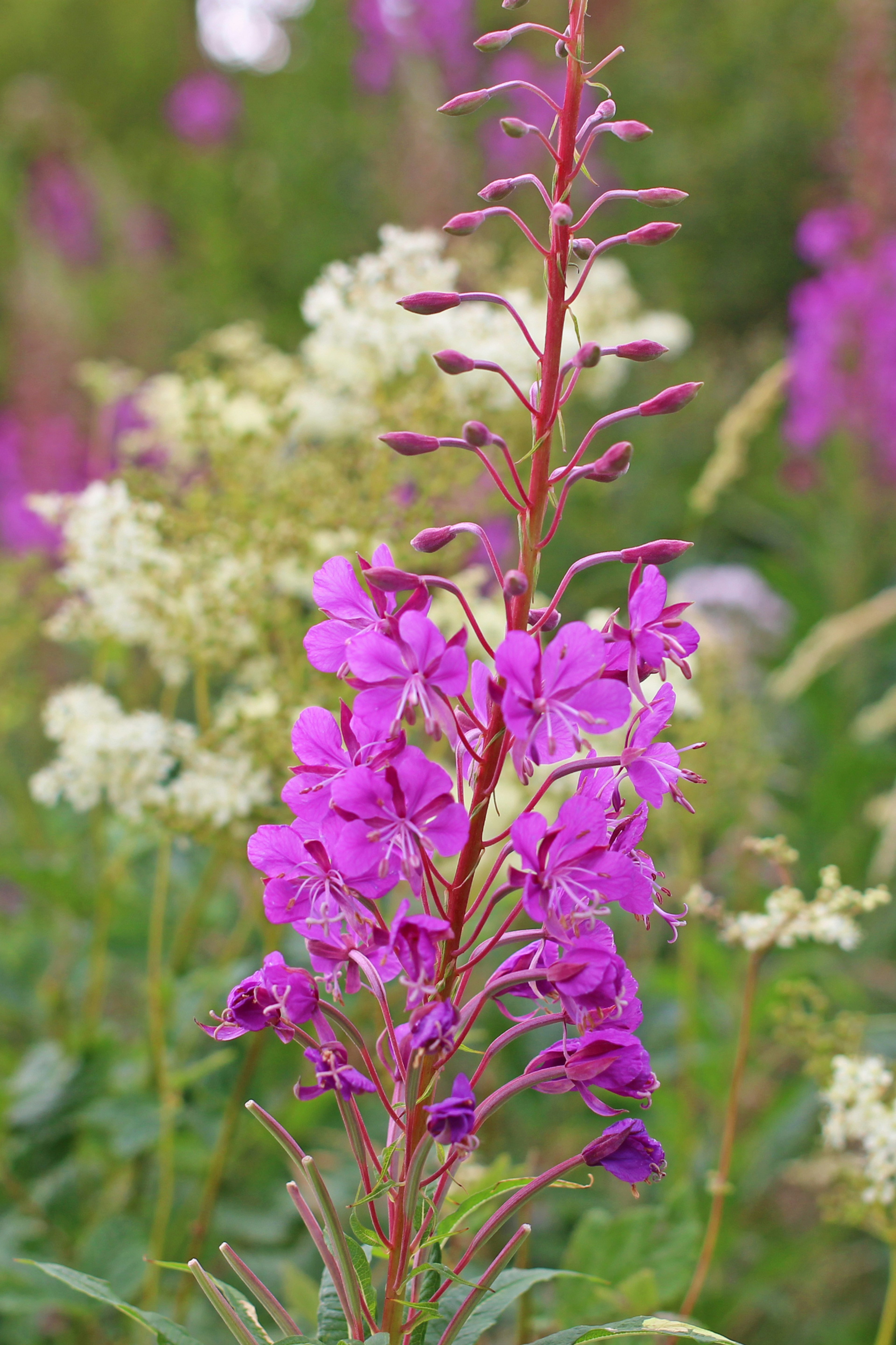 A tall purple flower stands among white flowers and green foliage in a natural setting