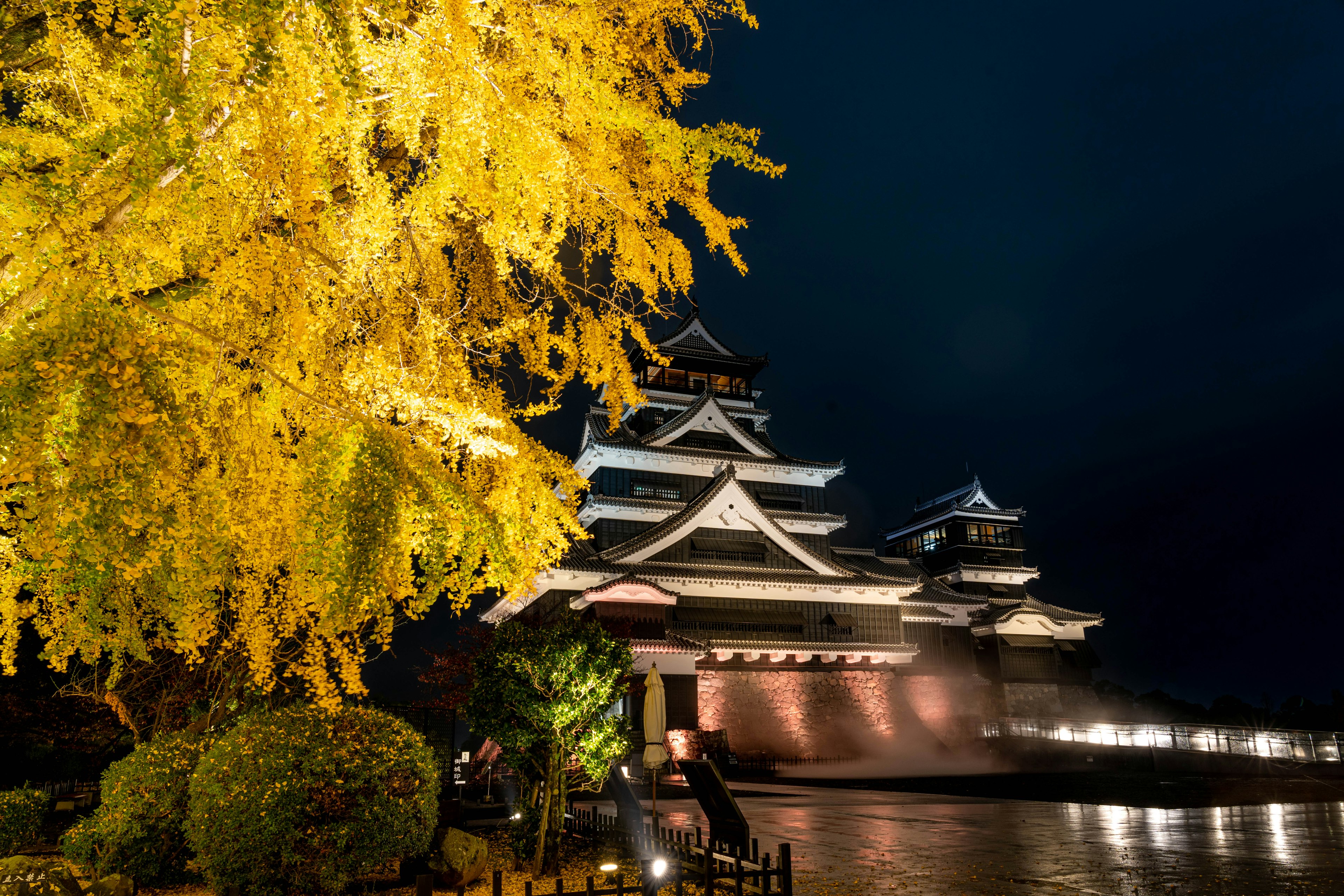 夜间照亮的松本城与金色银杏树