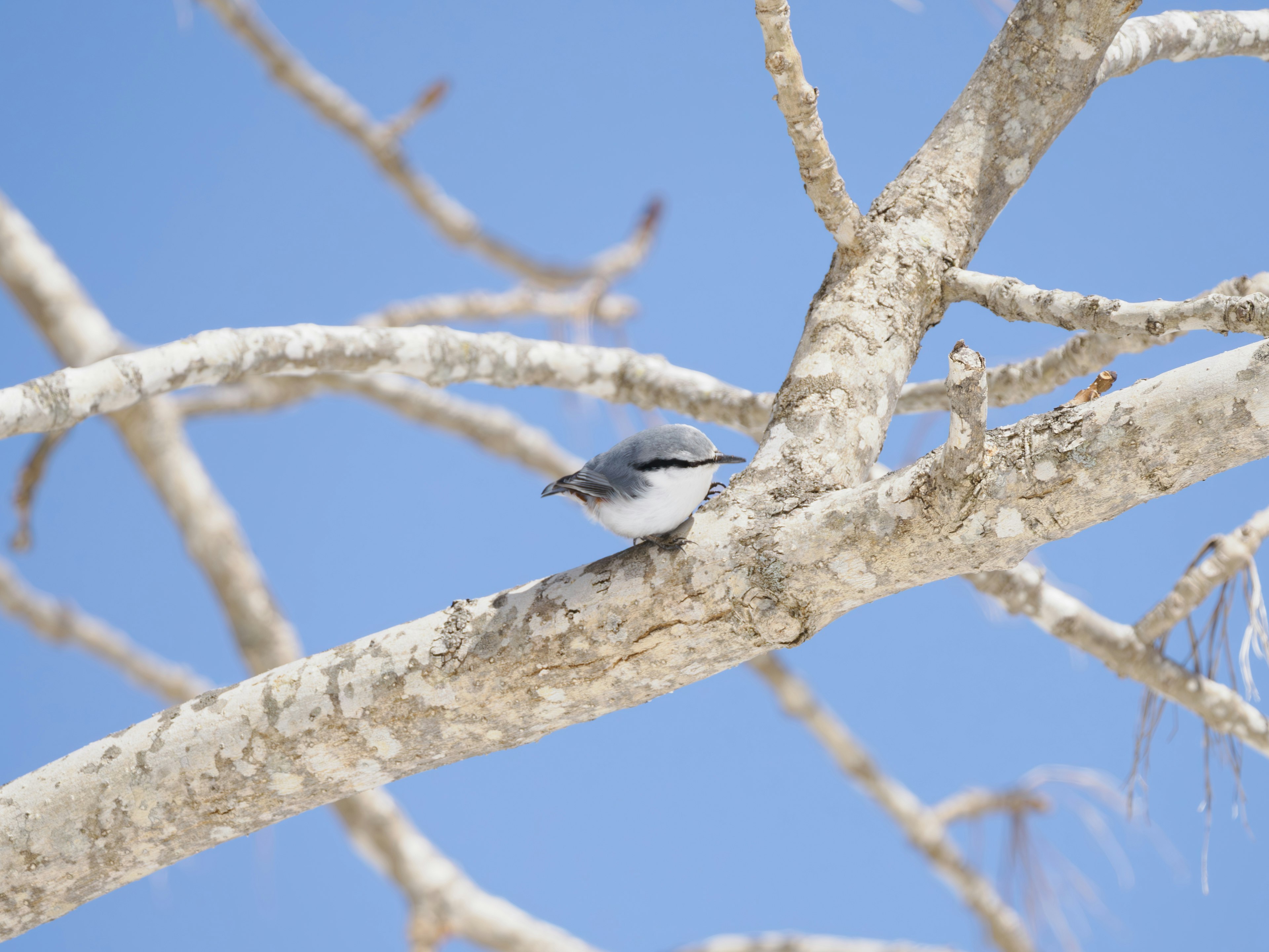 Un pequeño pájaro posado en una rama bajo un cielo azul