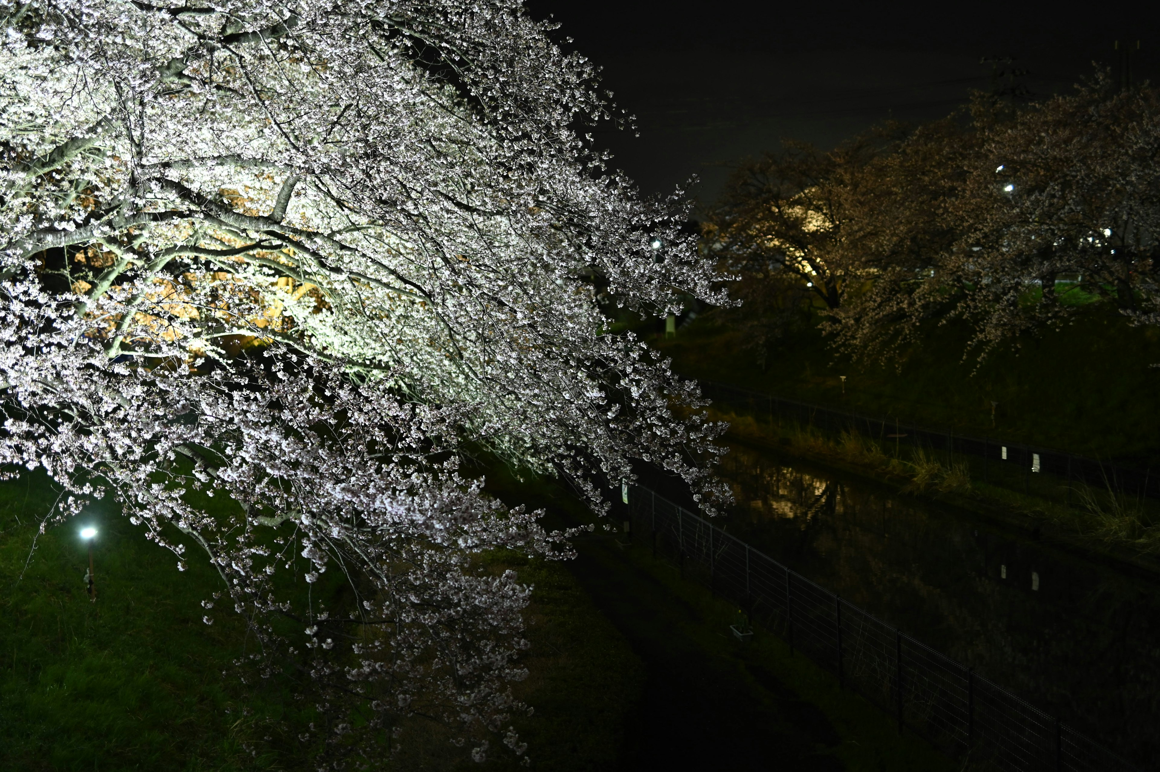 Beleuchtete Kirschblüten bei Nacht mit ruhiger Wasseroberfläche