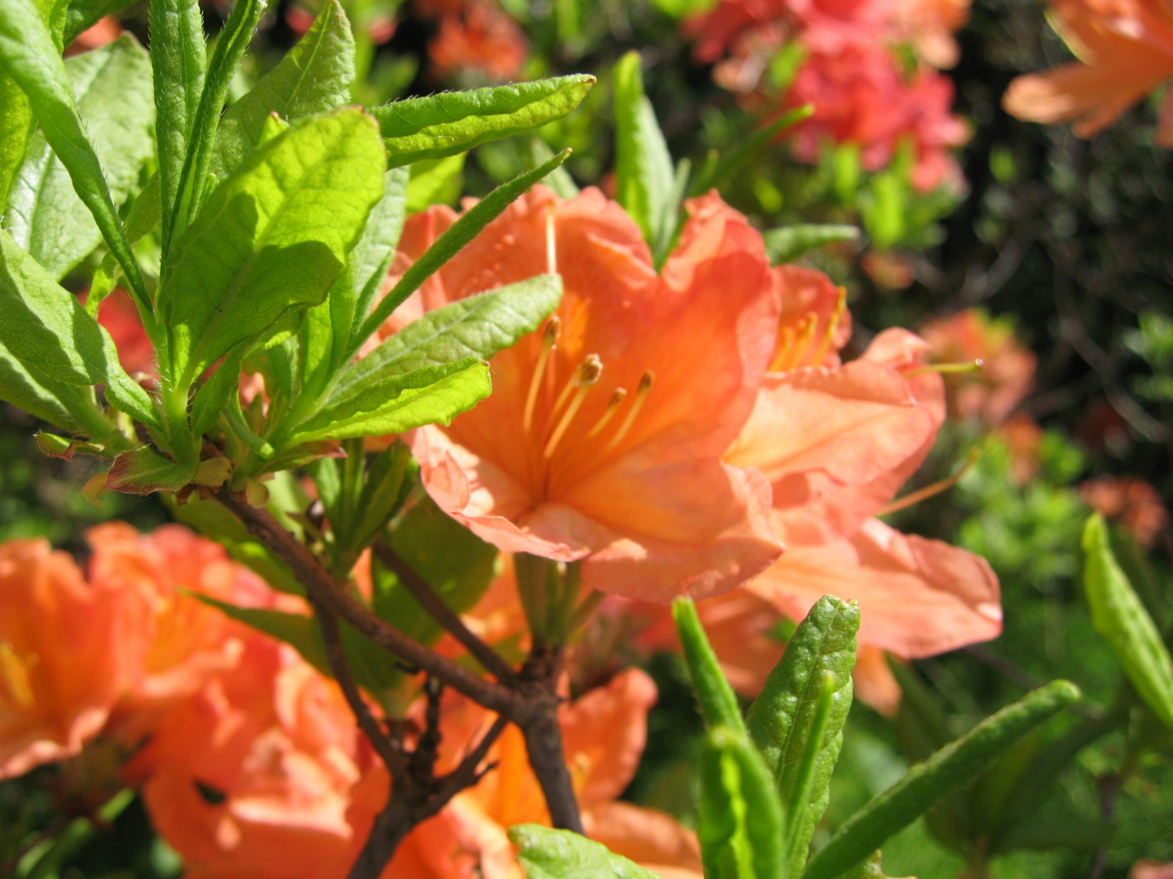 Close-up bunga azalea oranye dengan daun hijau