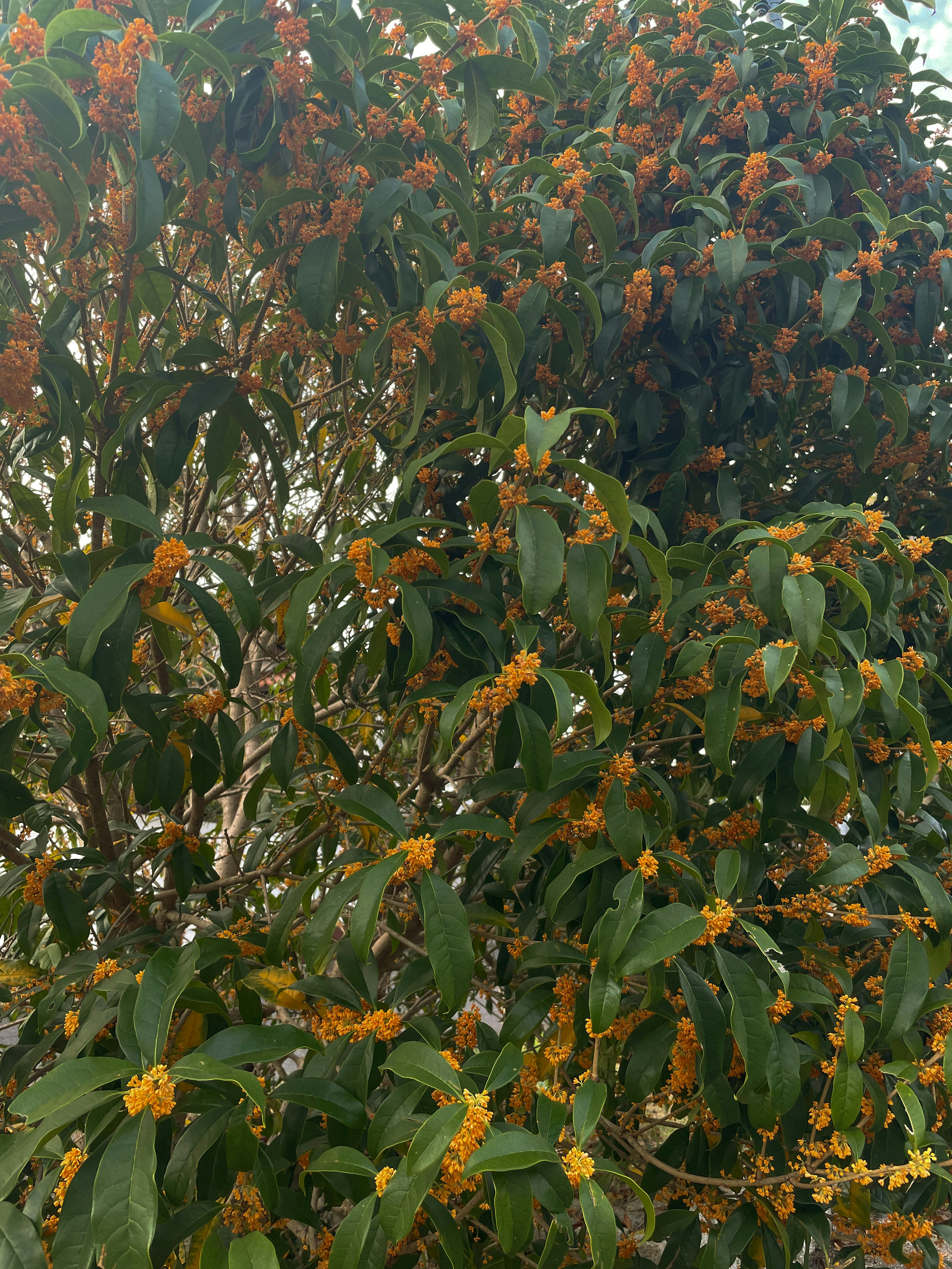 Un árbol verde con flores naranjas en flor