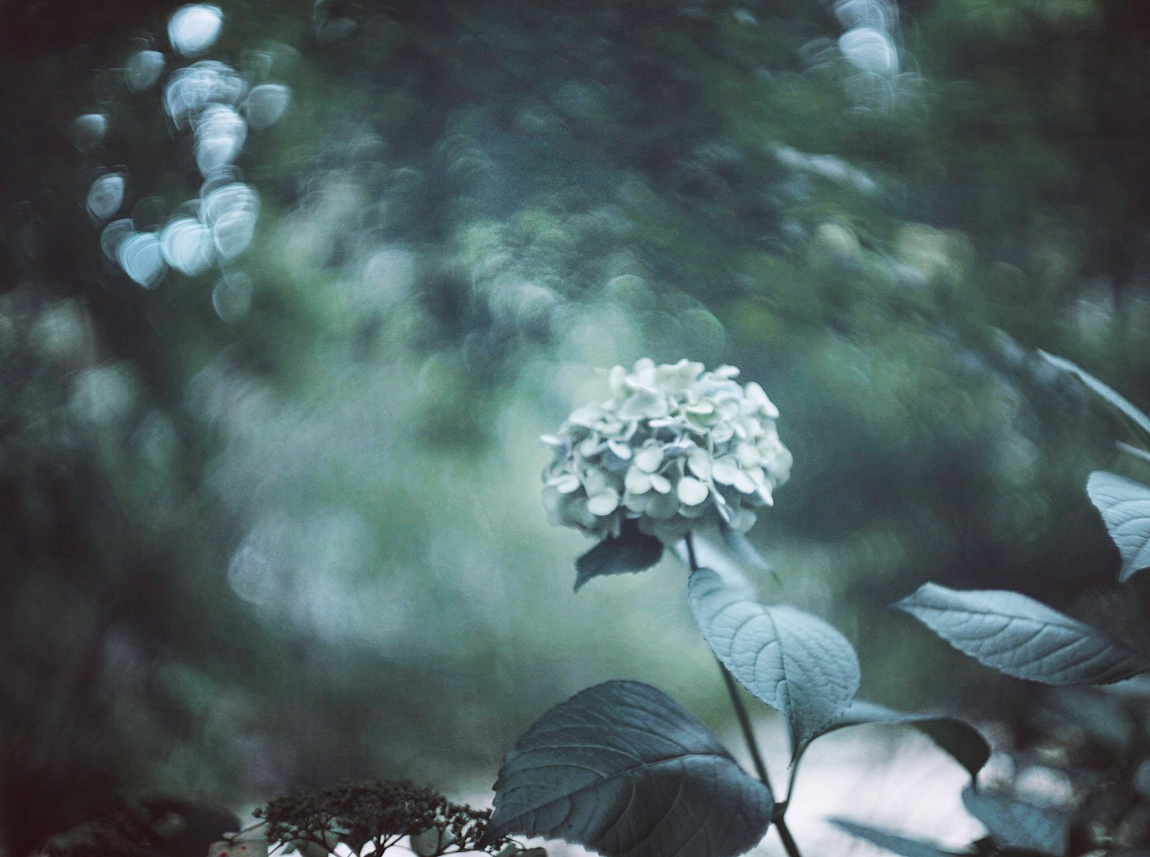 Image floue d'une fleur blanche sur un fond bleu