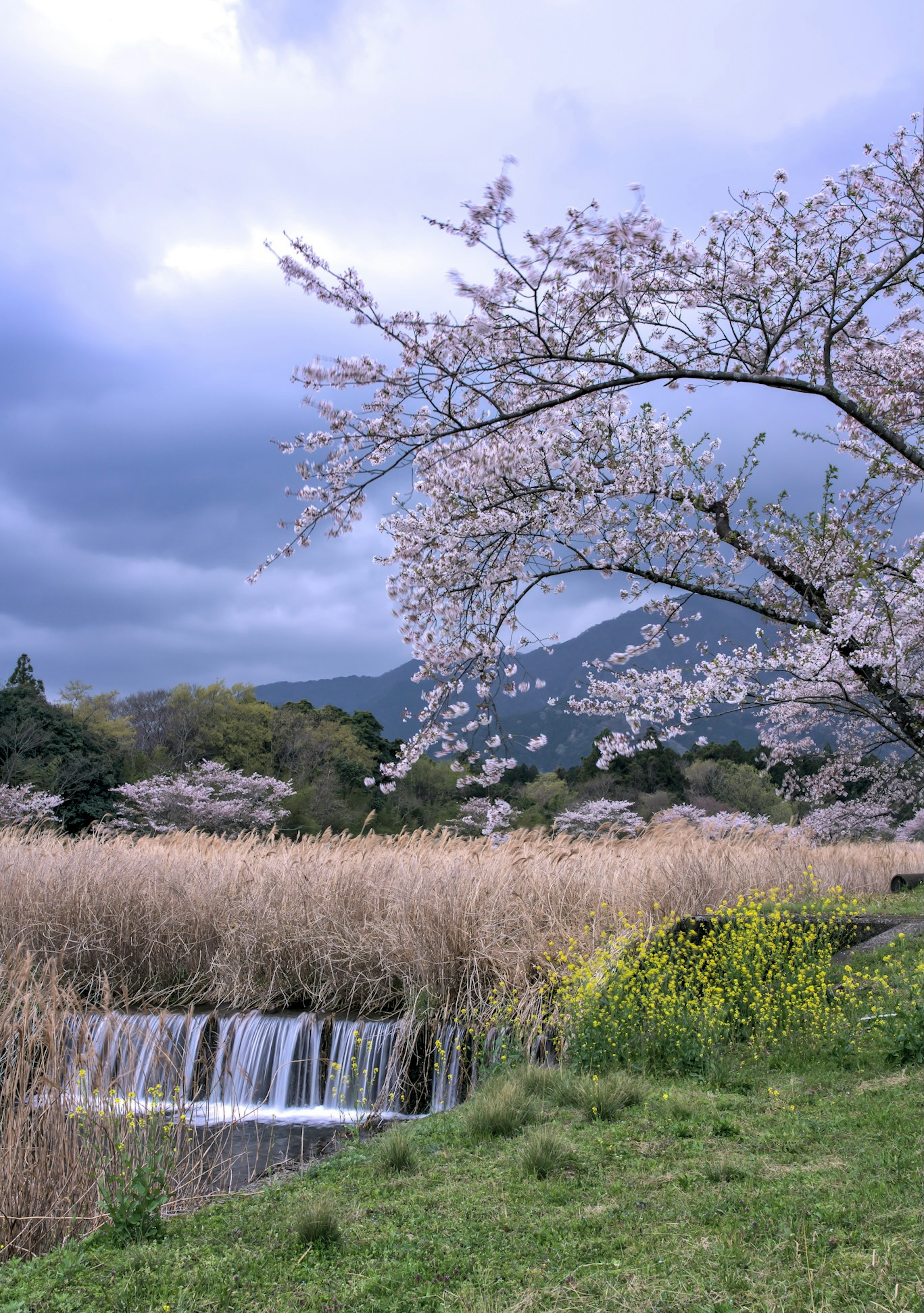 桜の木が咲いている風景で、川に流れる水と草原が広がる