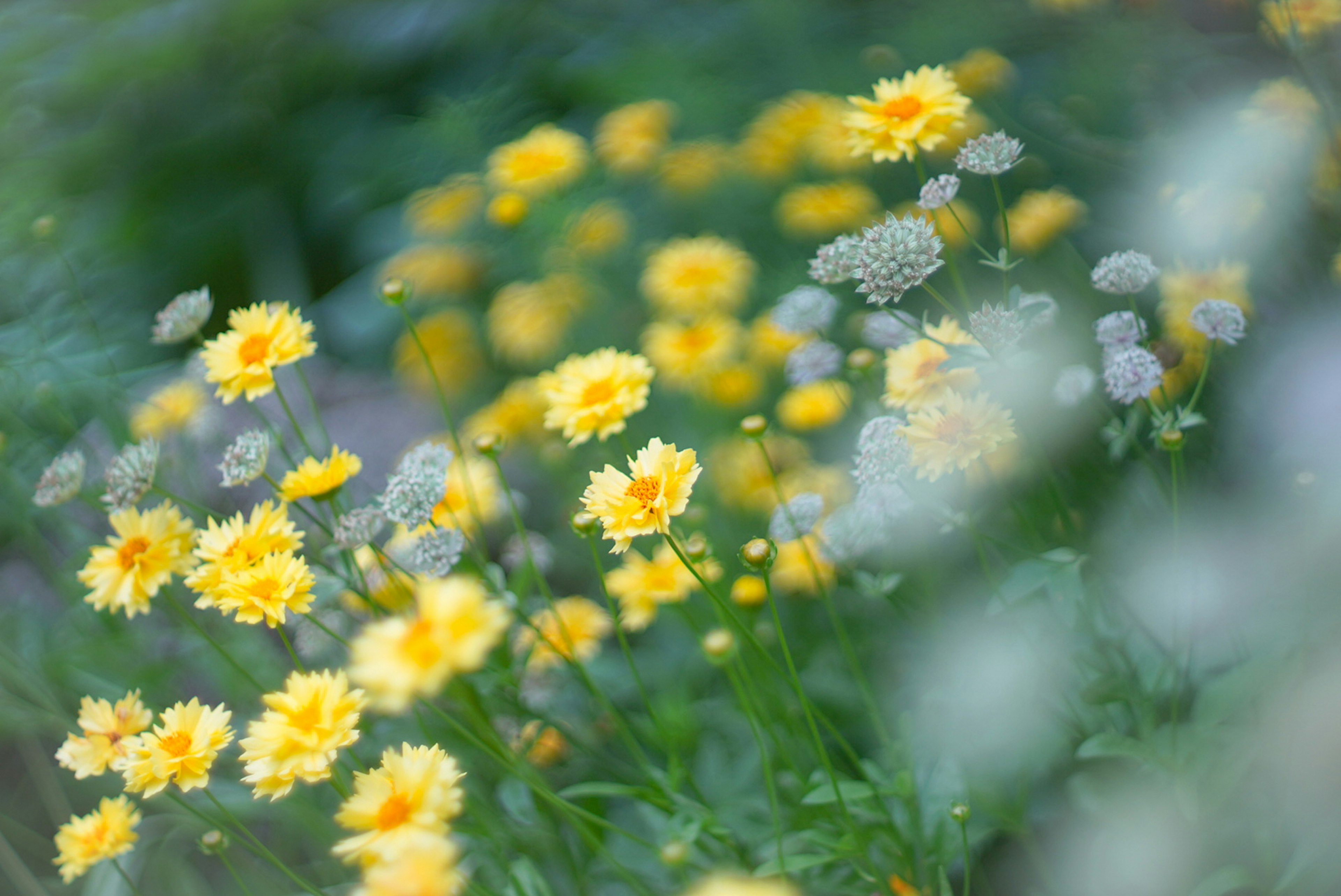 Verschwommene Aufnahme eines Feldes mit gelben Blumen und grünem Laub