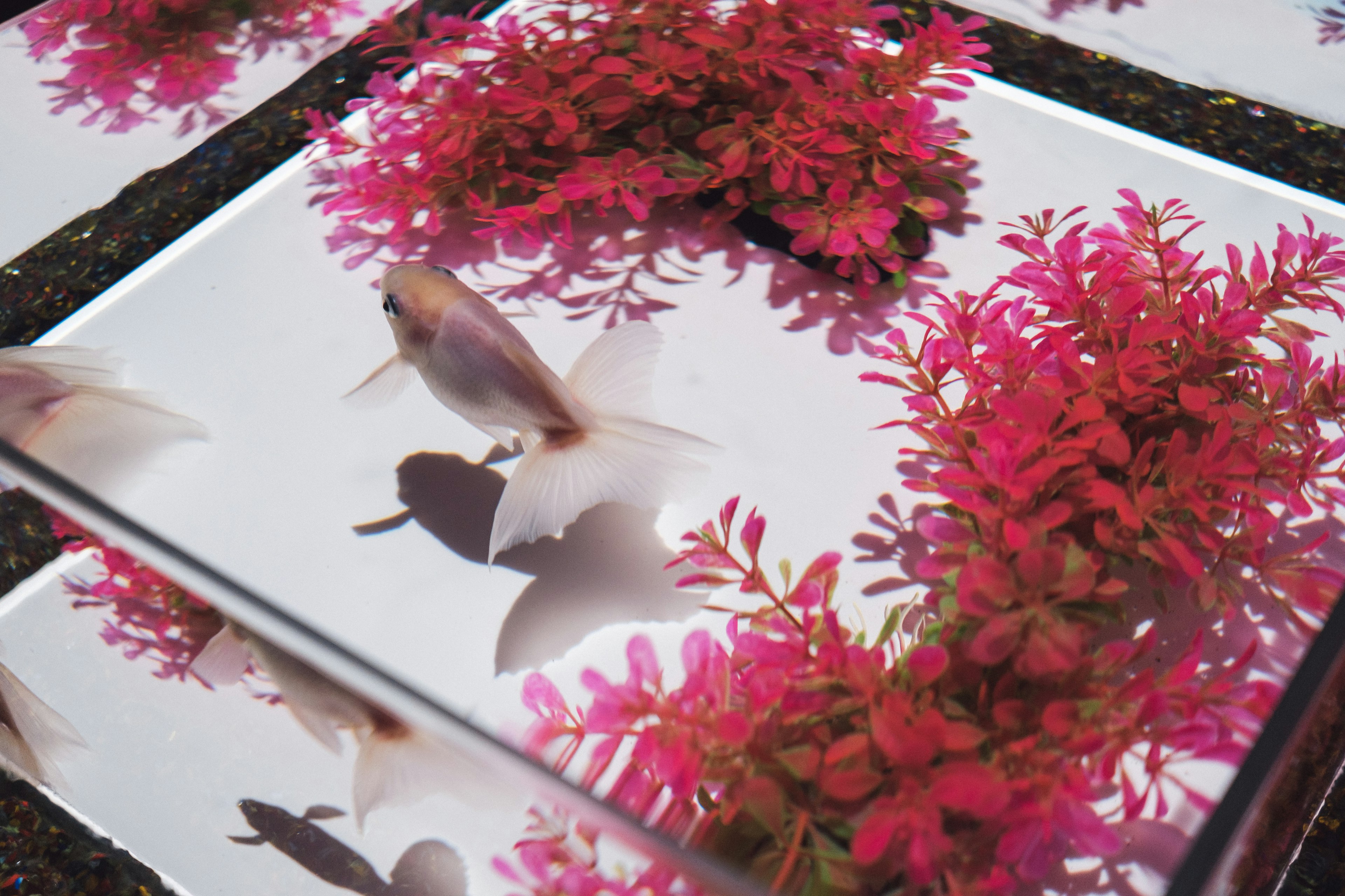 Goldfish swimming among pink aquatic plants in a tank