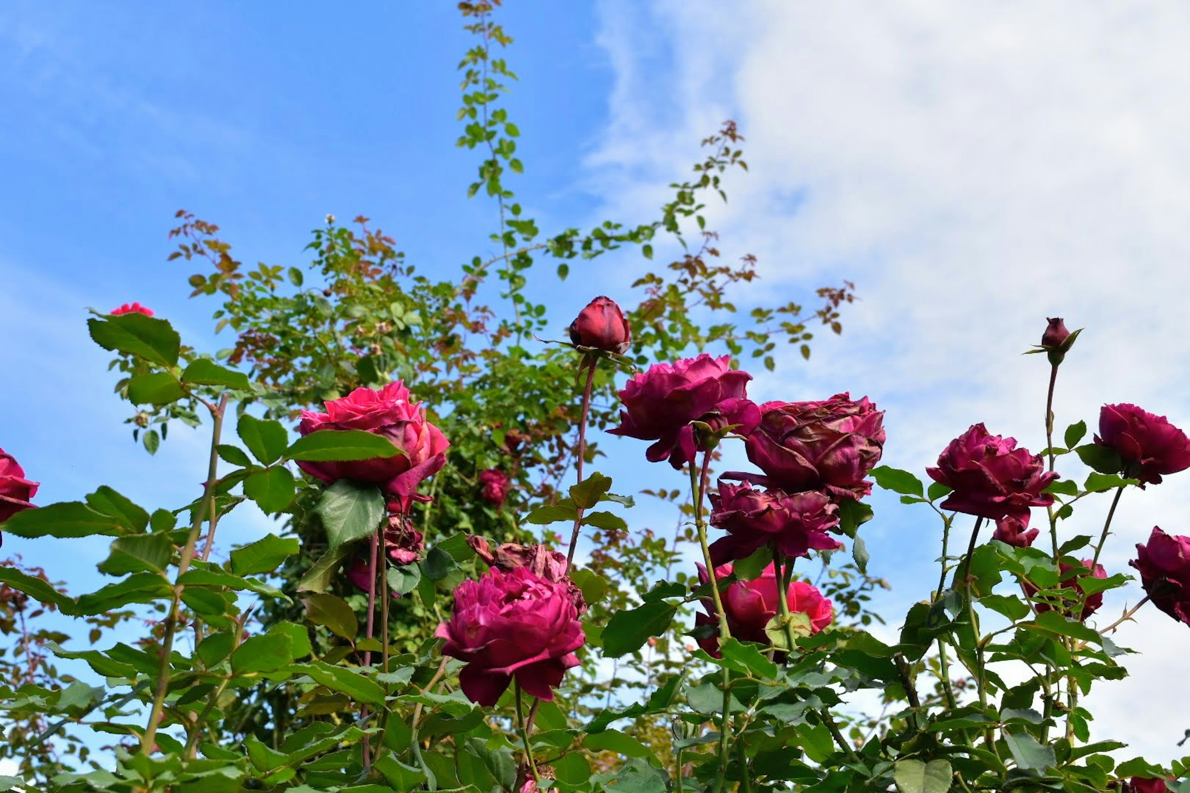 Burgundy roses blooming under a blue sky with green leaves