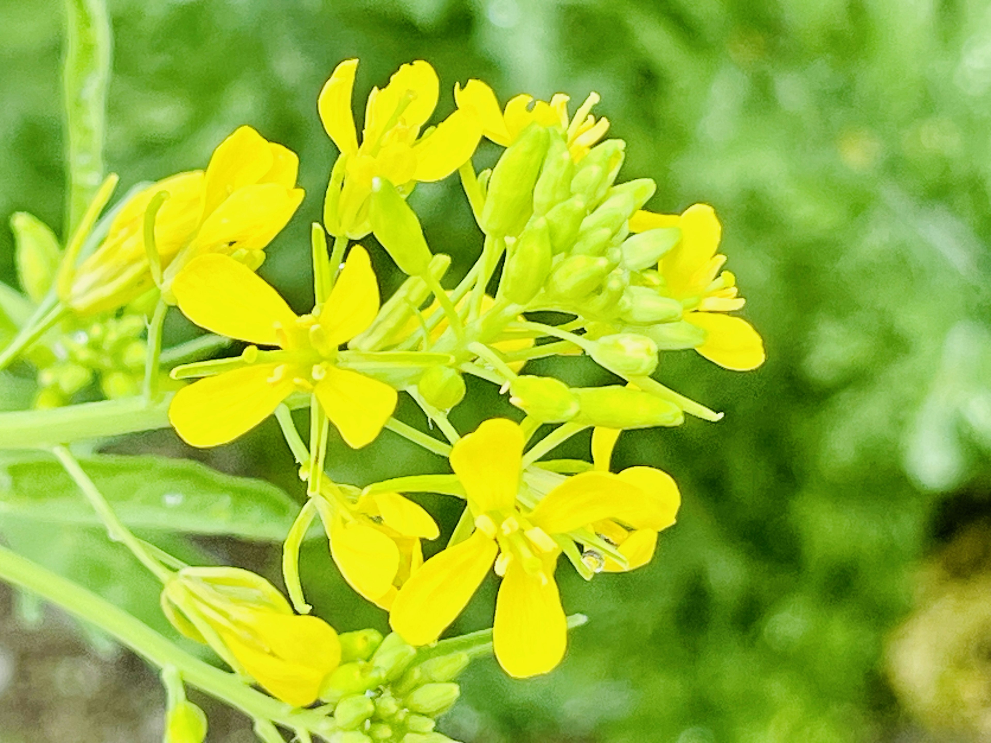 Acercamiento de flores amarillas con fondo verde