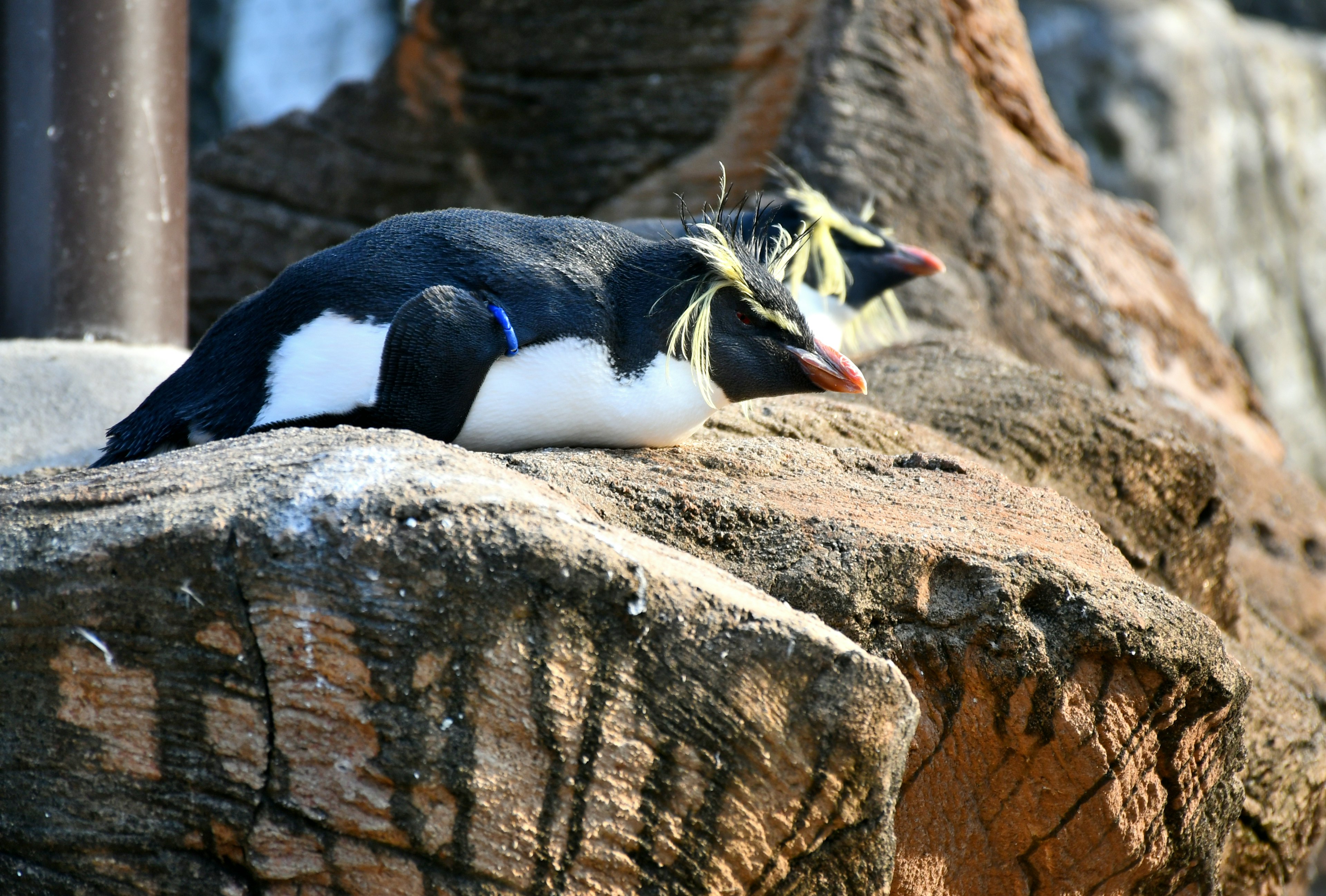 Two penguins lounging on a rock