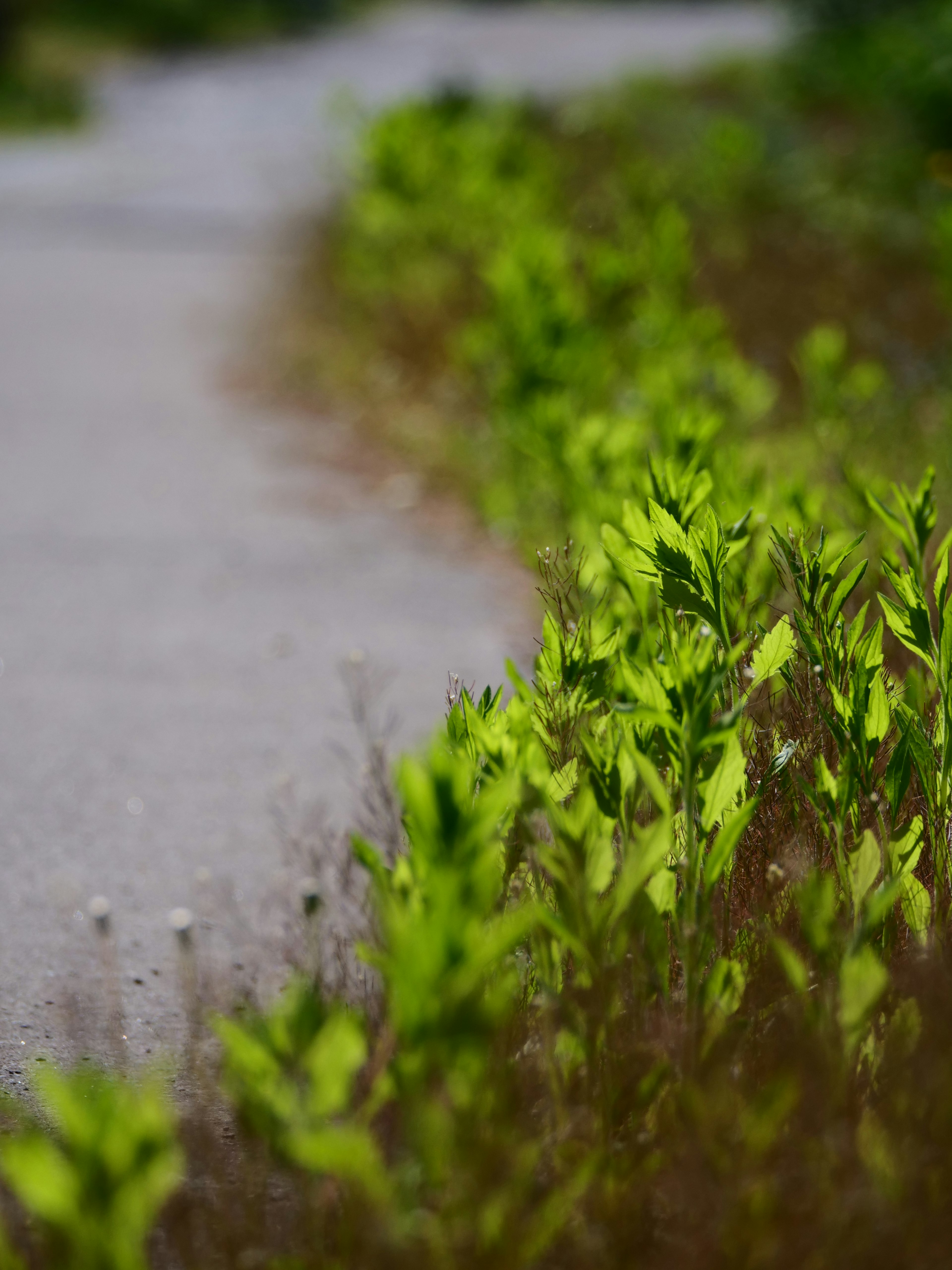 緑の植物が道の脇に生えている風景