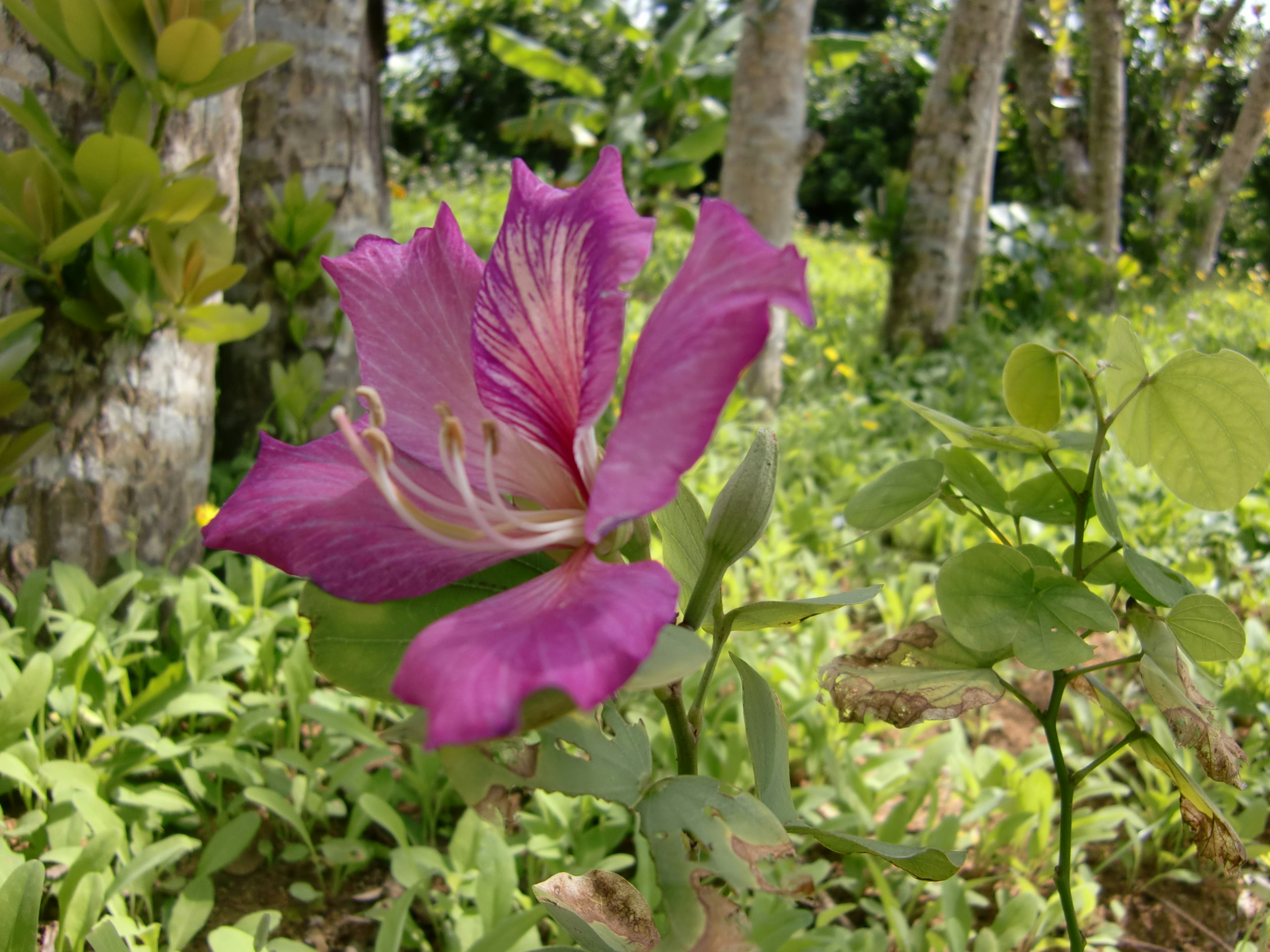 Purple flower blooming among green foliage