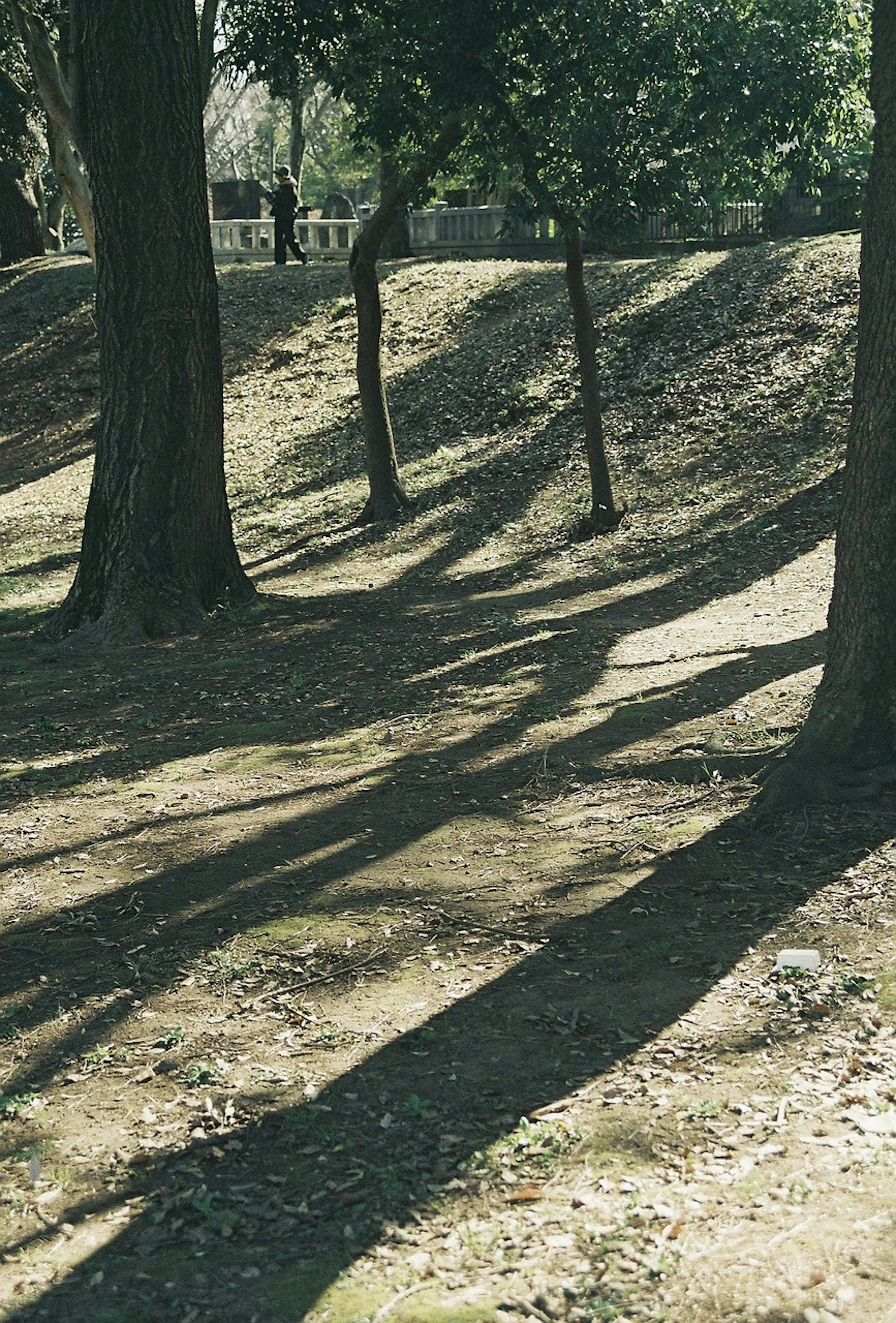 Park scene with long shadows cast by trees