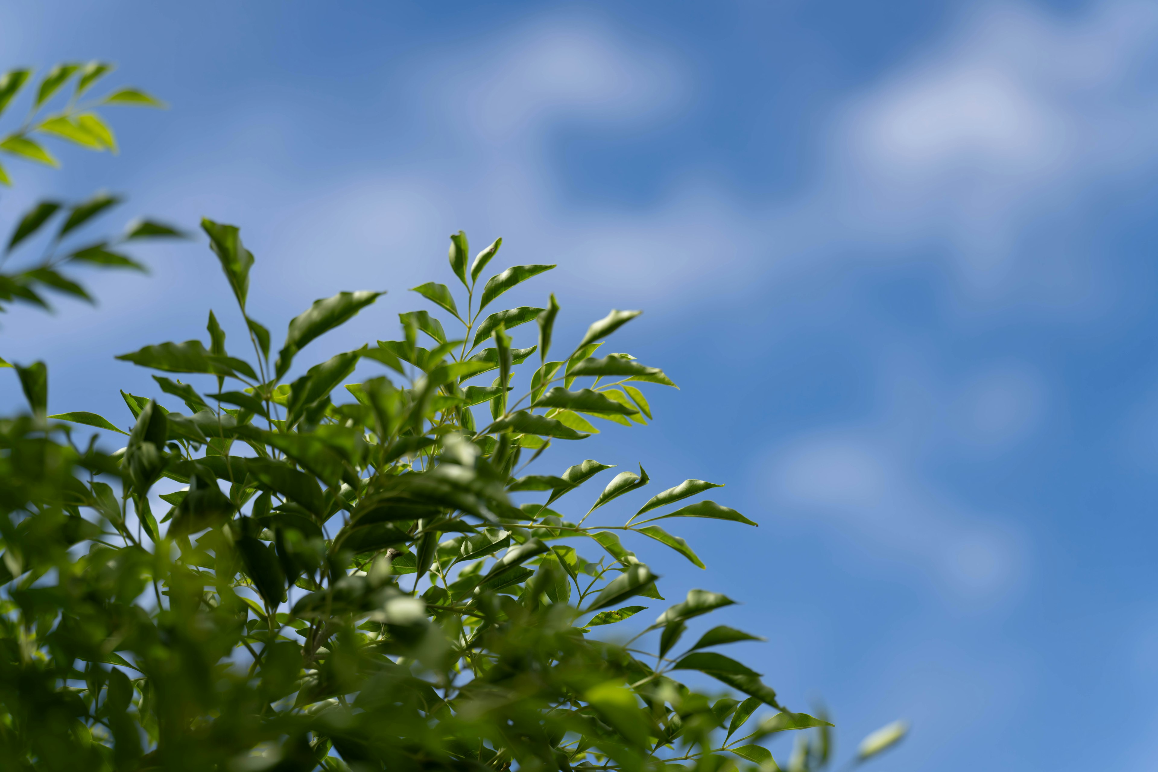 Gros plan de feuilles vertes sur fond de ciel bleu