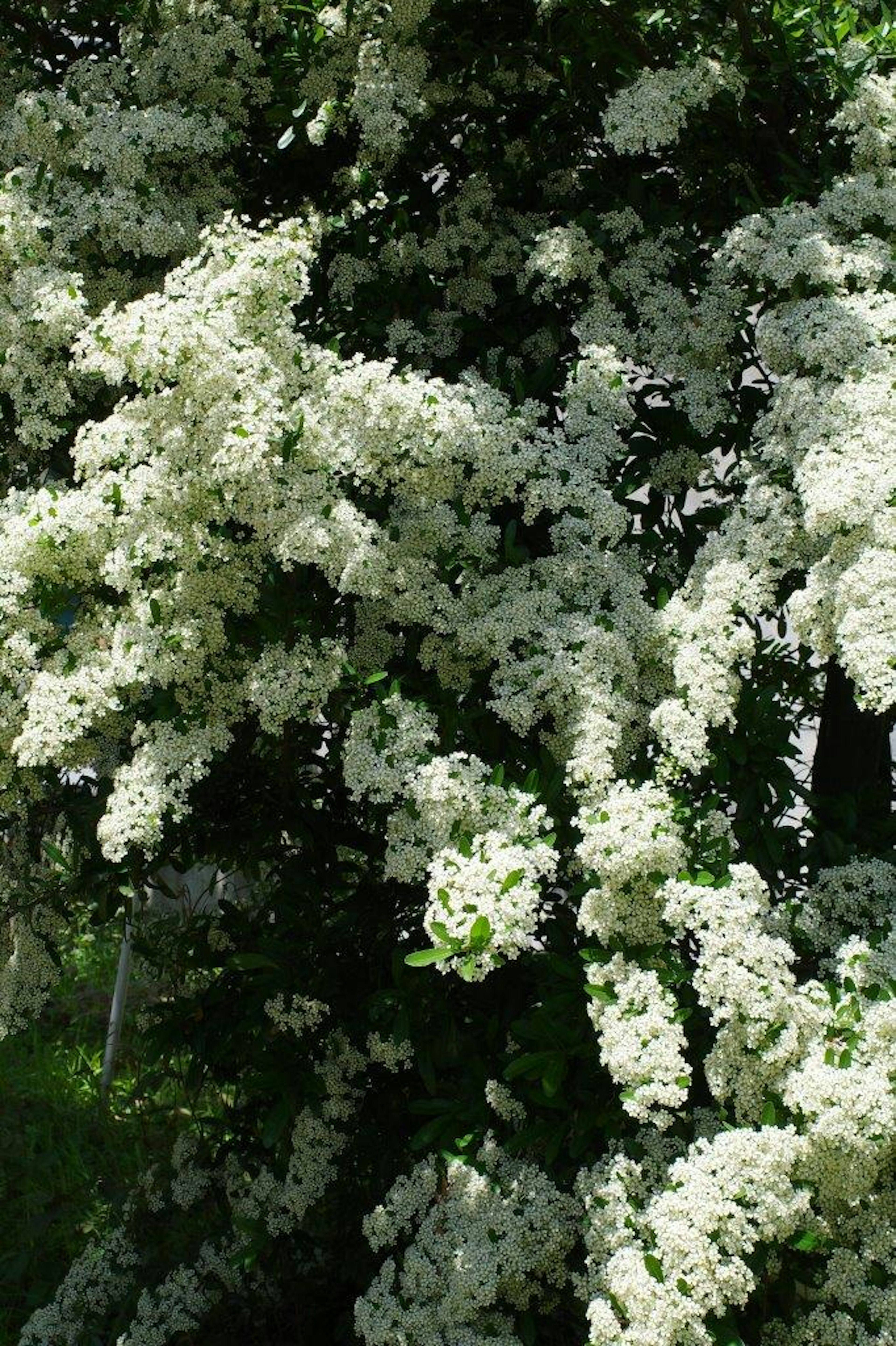 Primo piano di un albero coperto di fiori bianchi