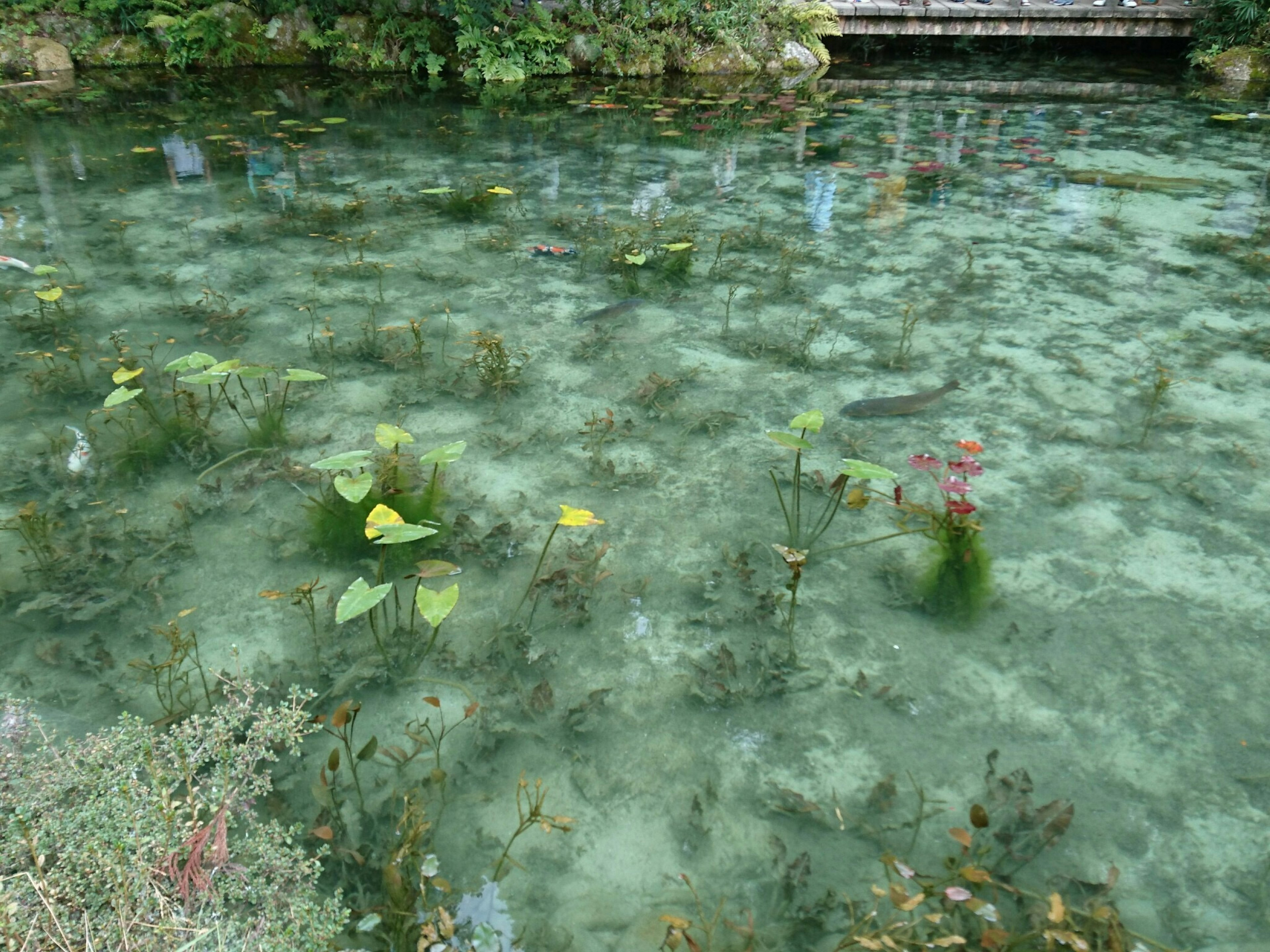 清澈水面上漂浮著水生植物和葉子的自然風景