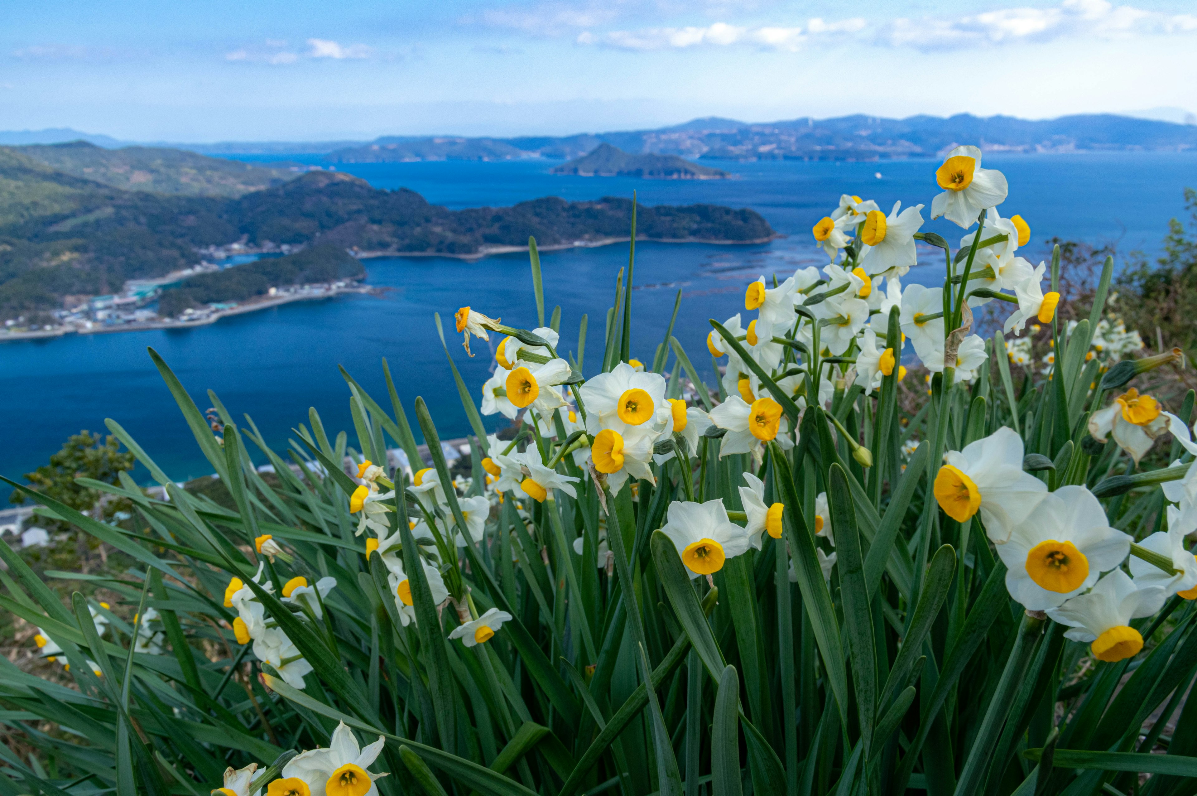 Vista di narcisi bianchi in fiore con uno sfondo costiero panoramico