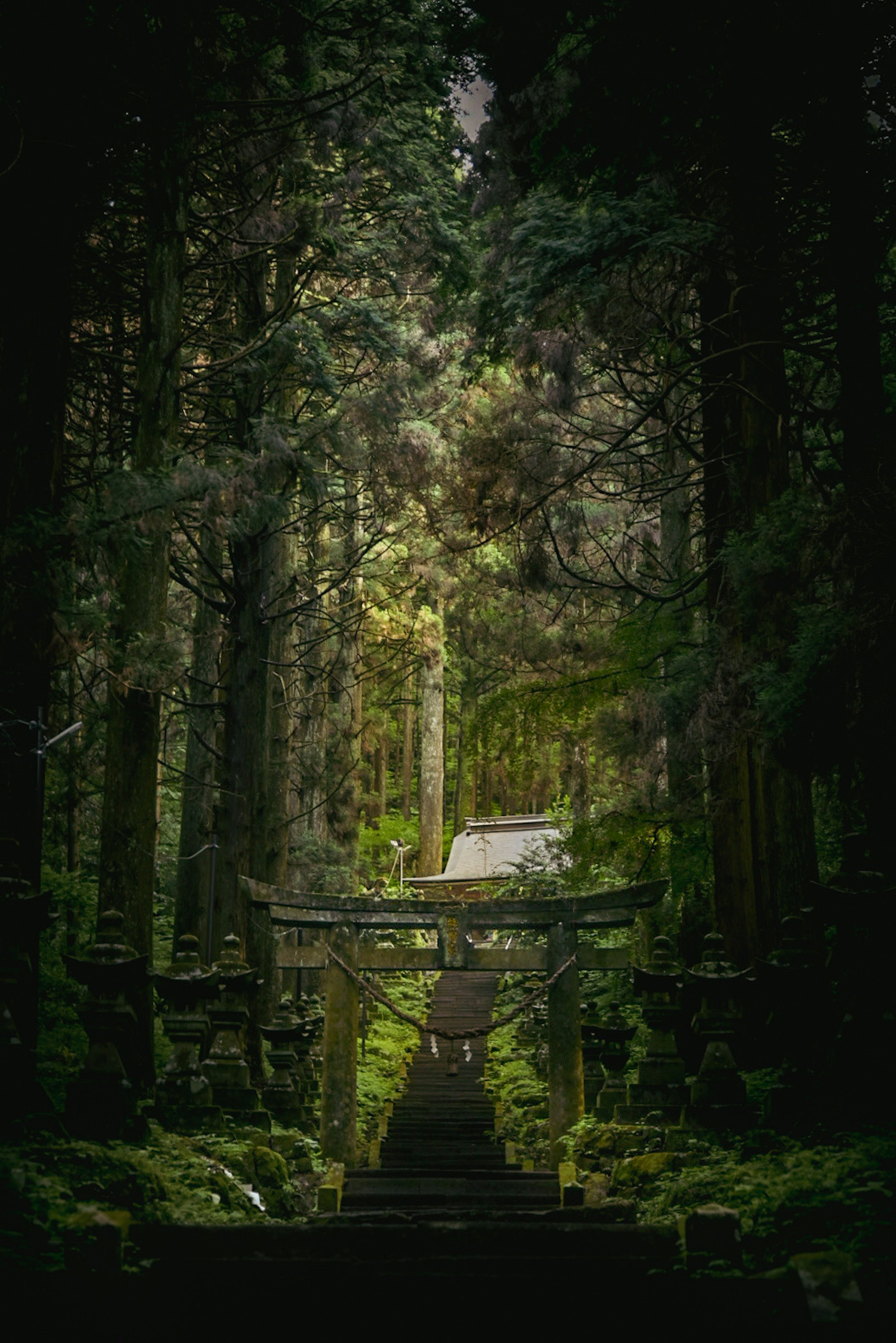 Torii gate and stairs surrounded by lush green forest