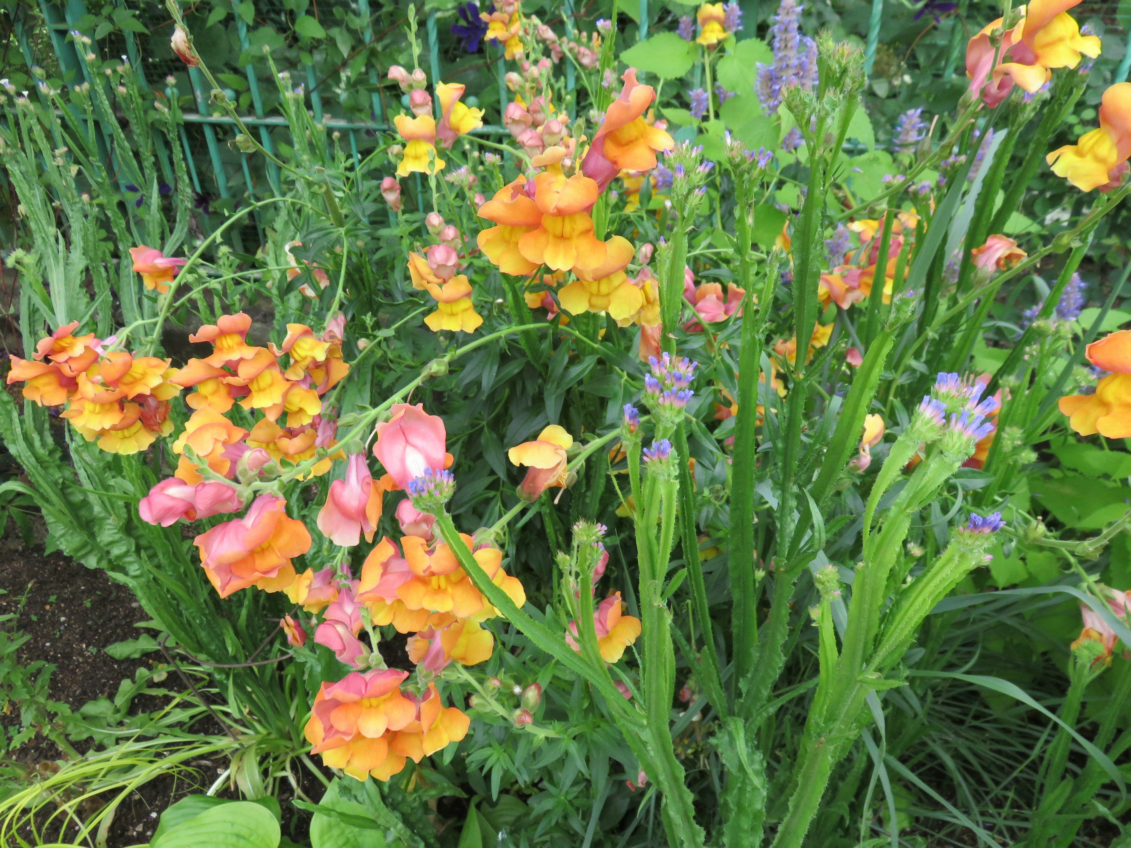 Bunte Blumen blühen in einer üppigen Gartenlandschaft