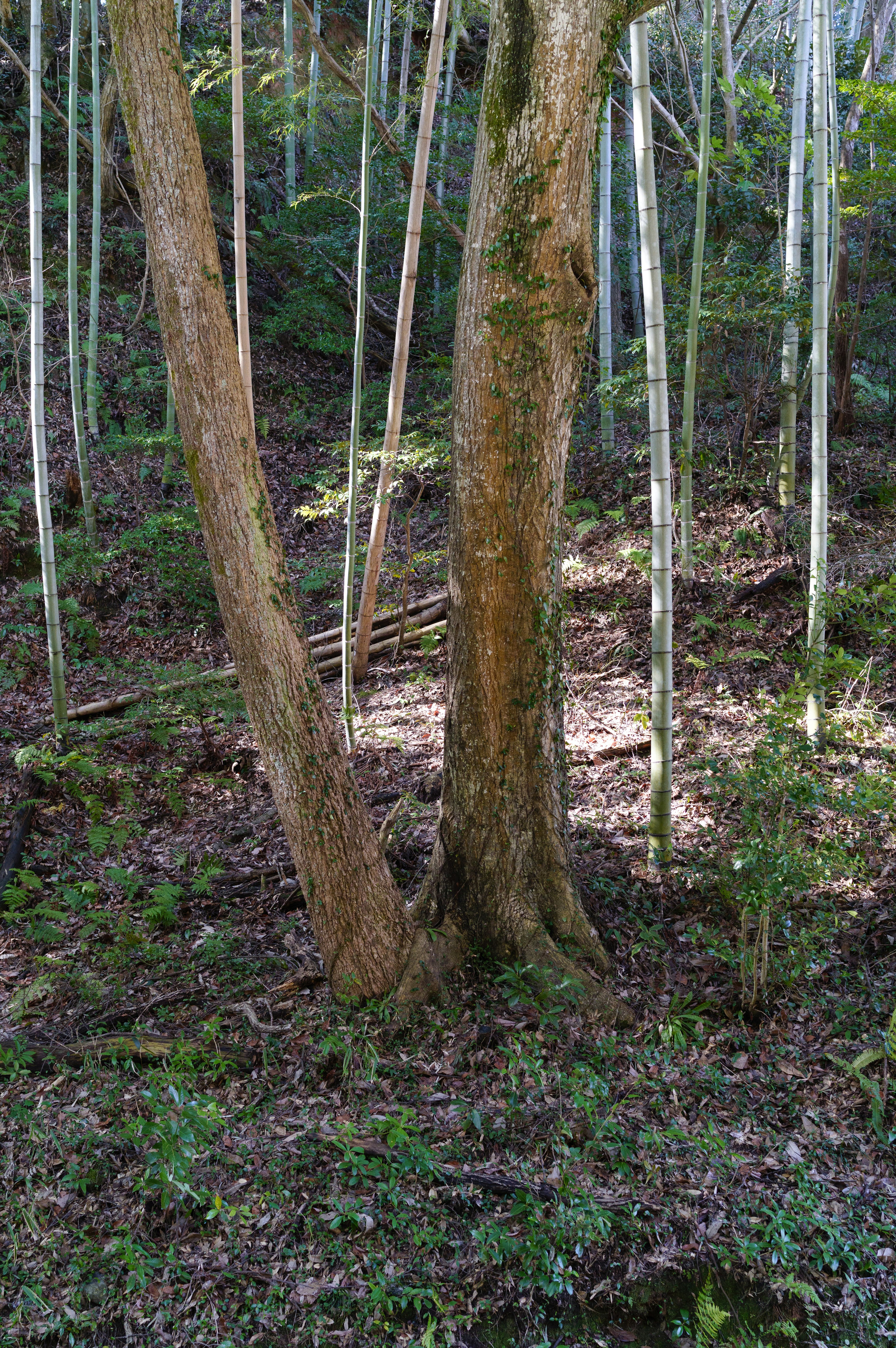 Two trees in a lush forest with a background of bamboo