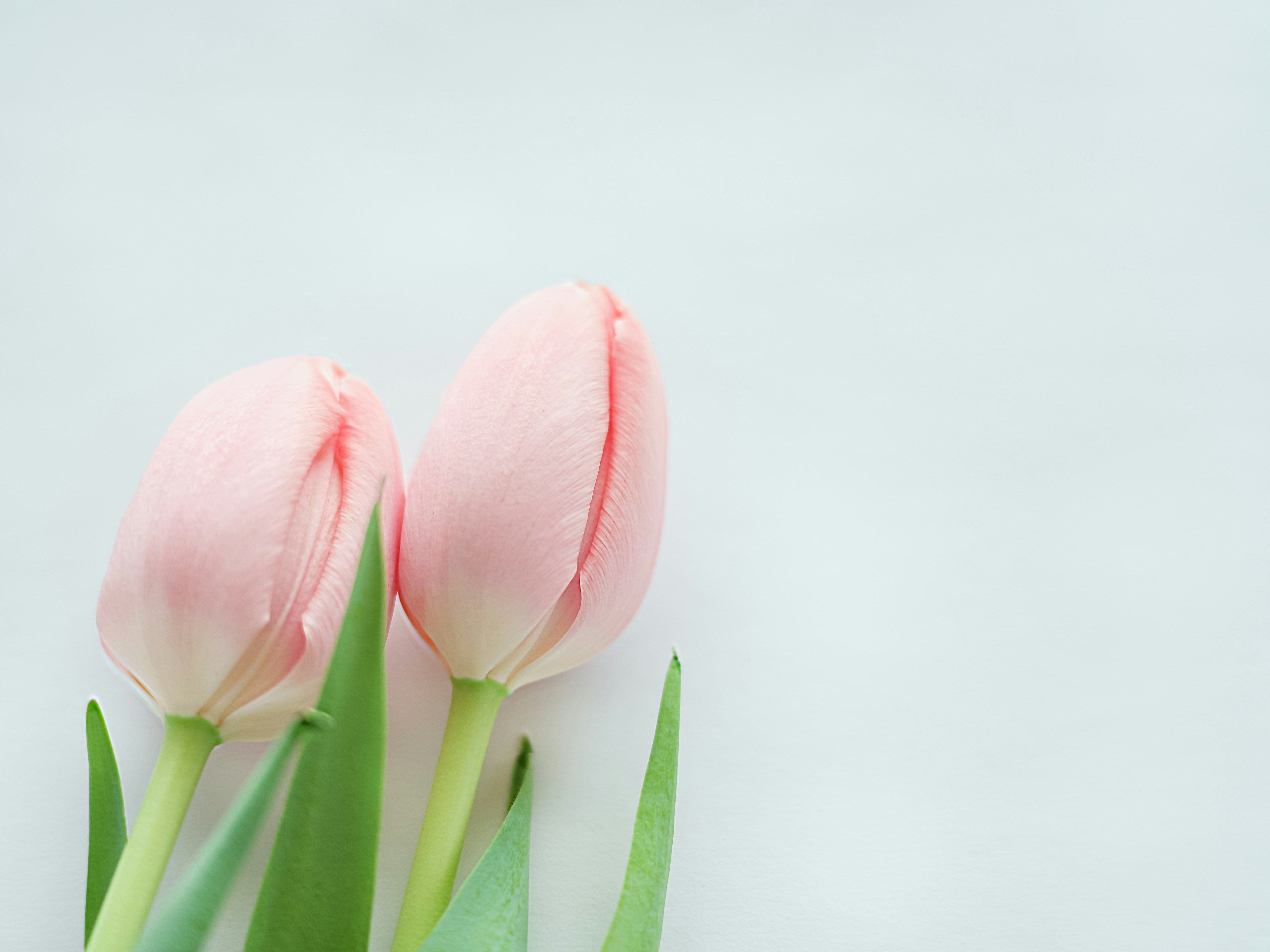 Two pale pink tulips with green leaves arranged side by side