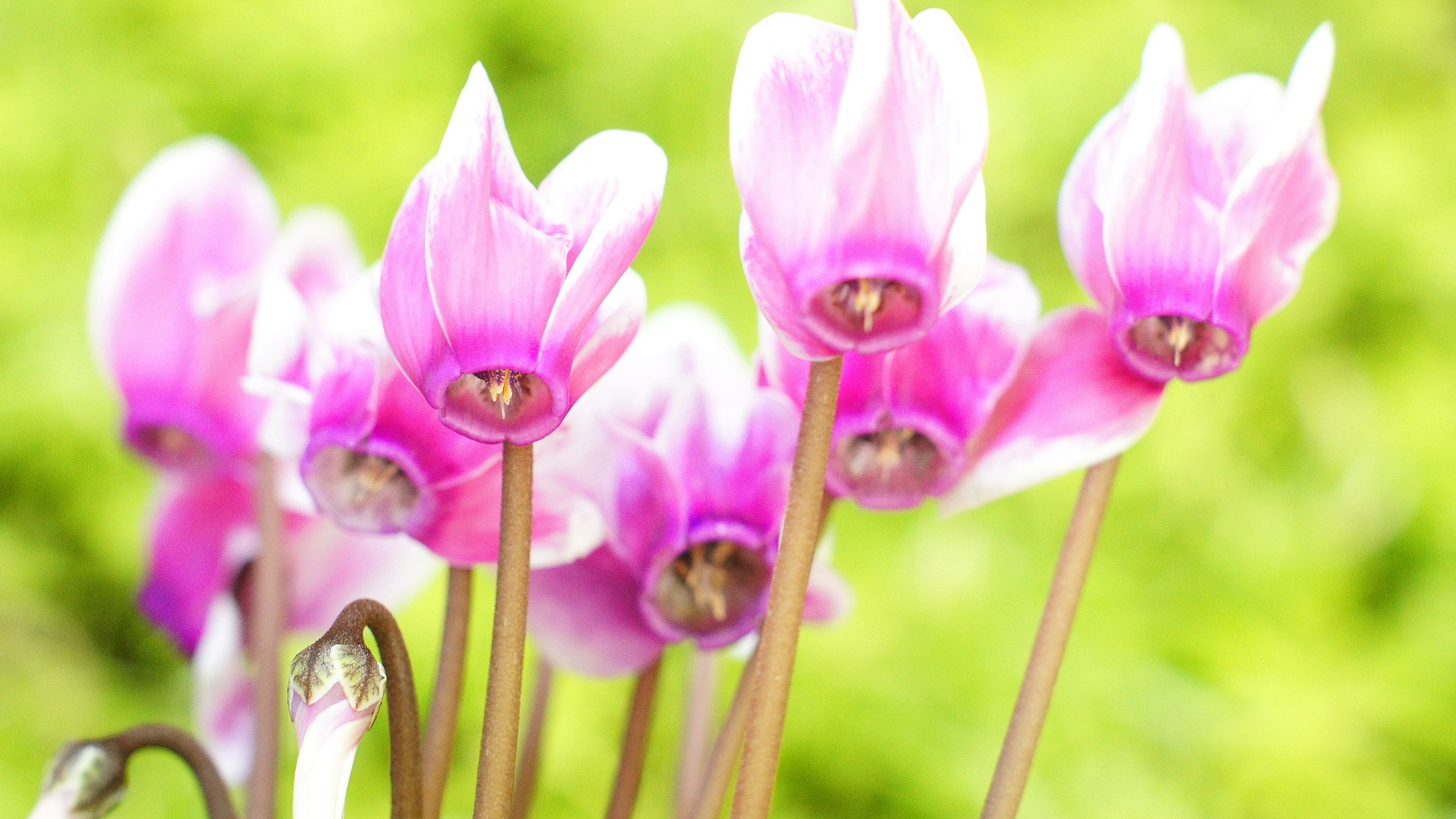 Lebendige pinke Alpenveilchenblüten vor grünem Hintergrund