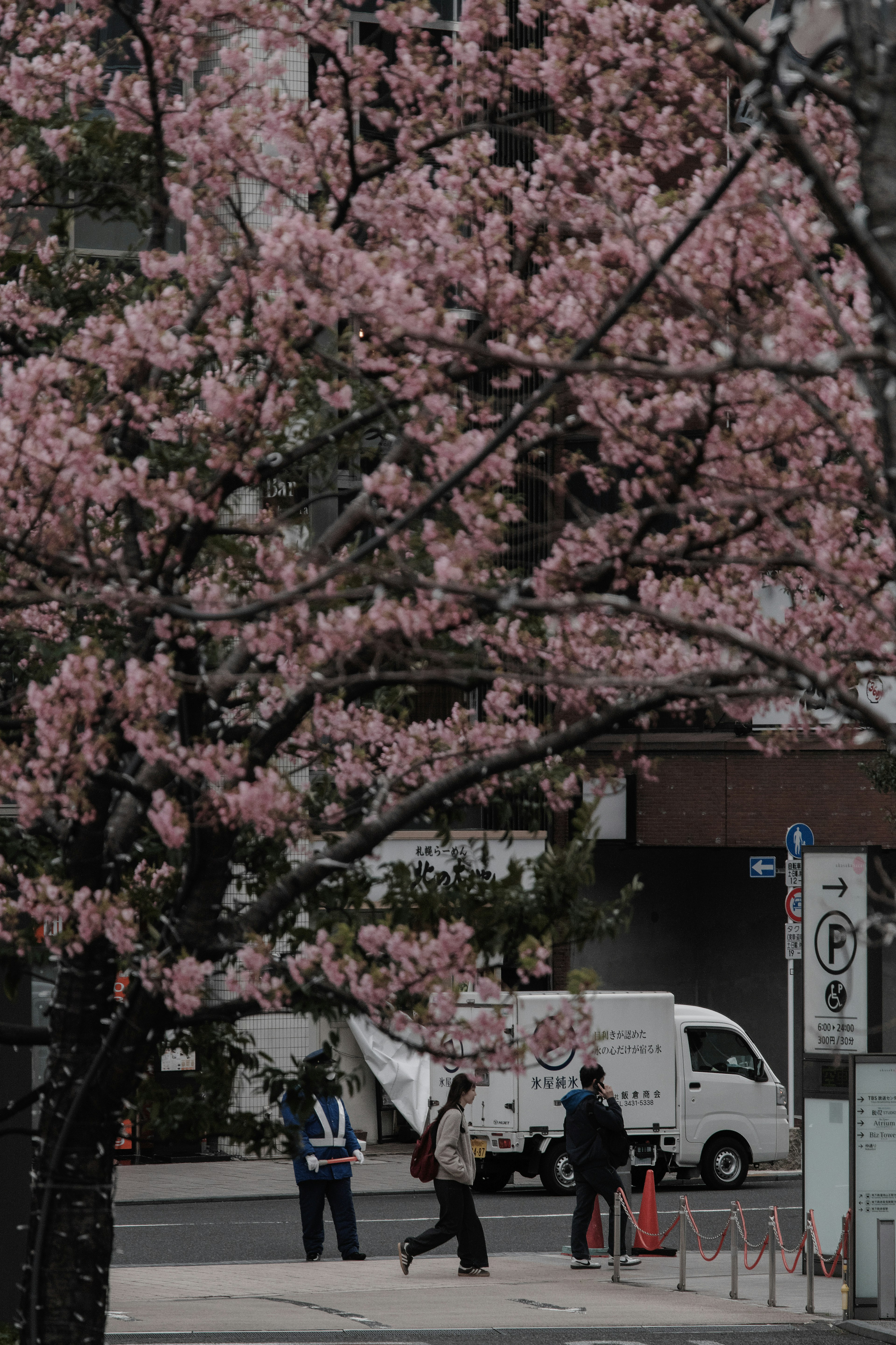 桜の木と通行人が映る街の風景