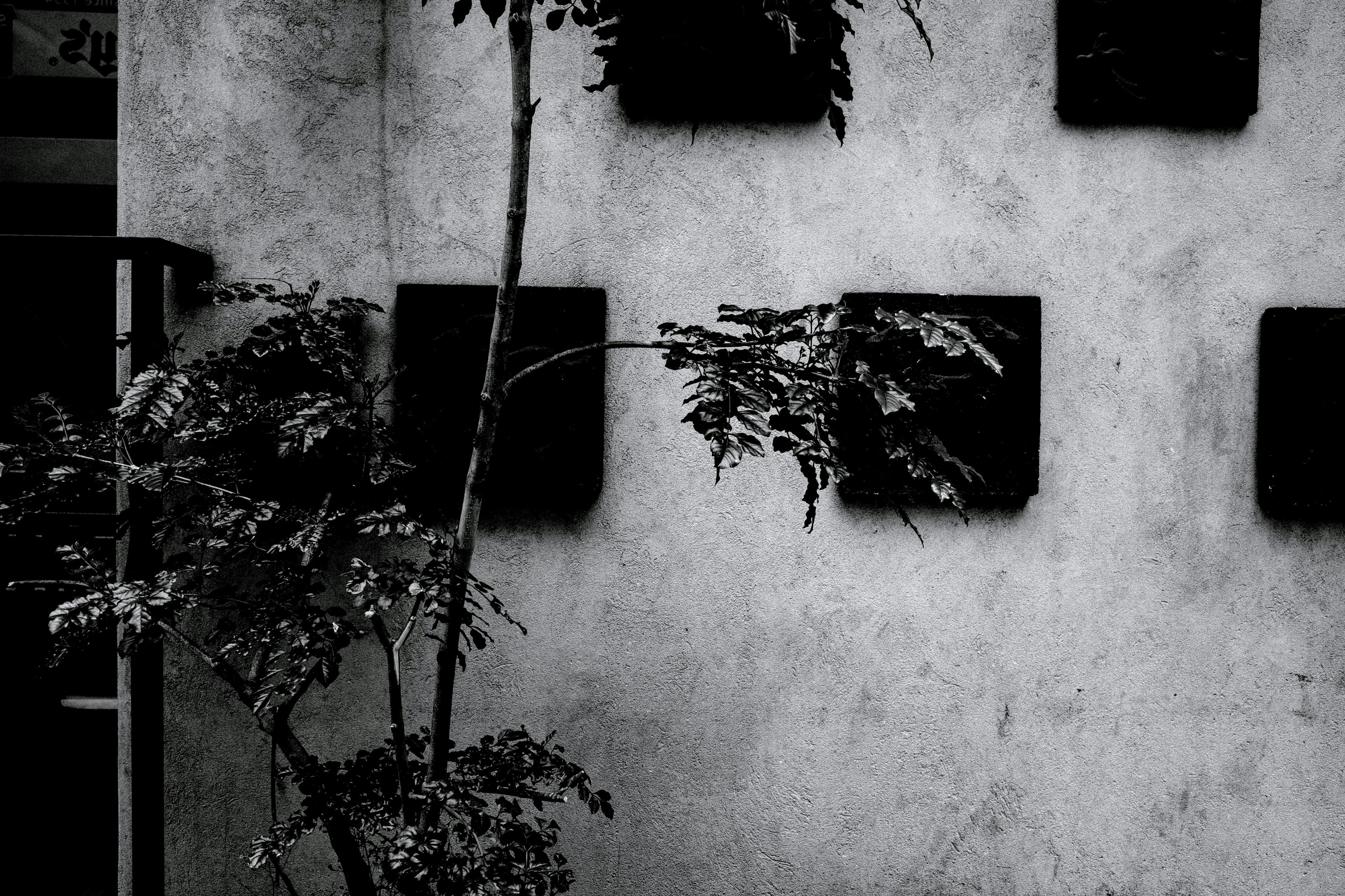 Pared en blanco y negro con sombra de plantas y elementos cuadrados