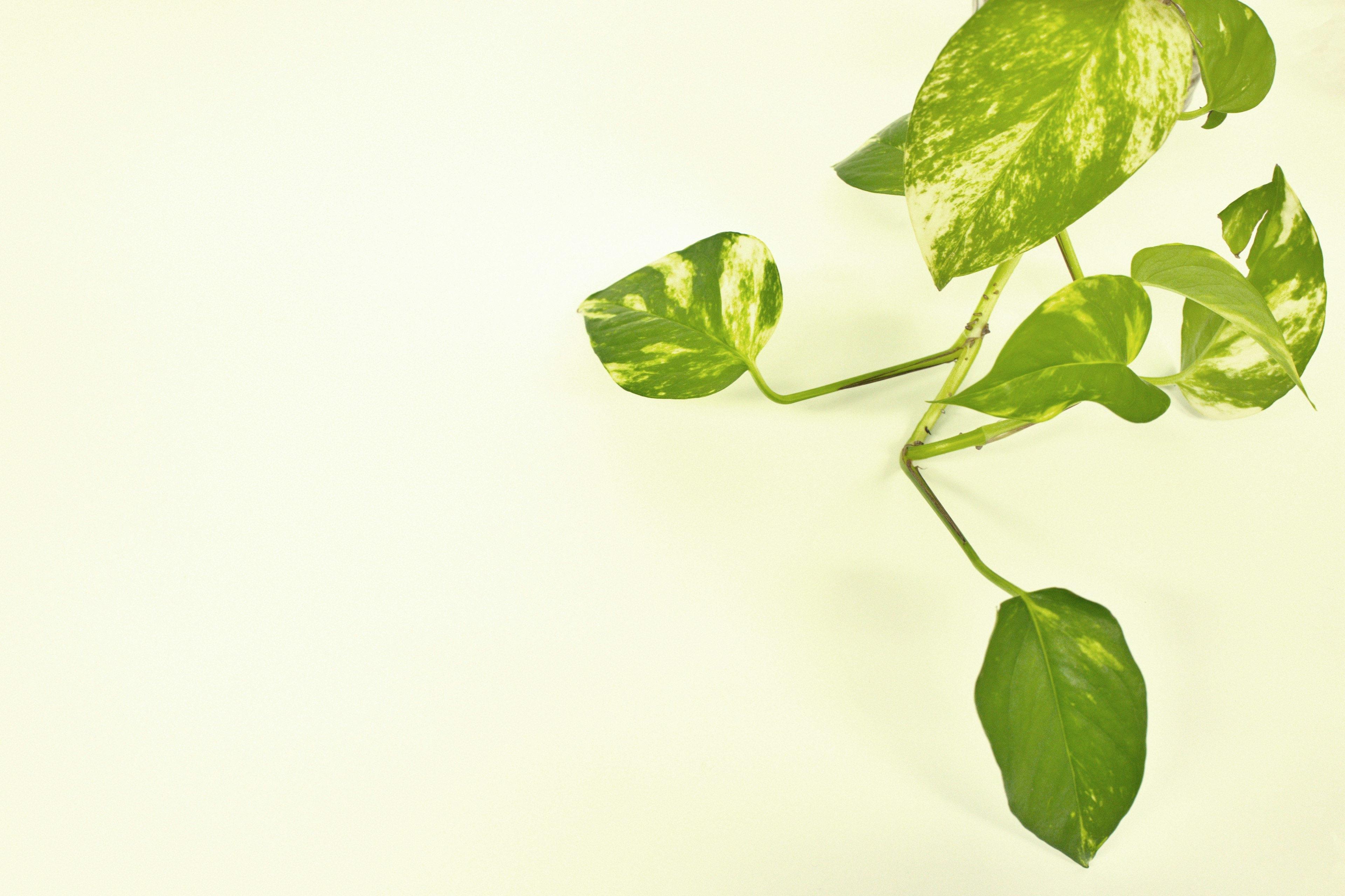 Pothos plant with green leaves against a light background