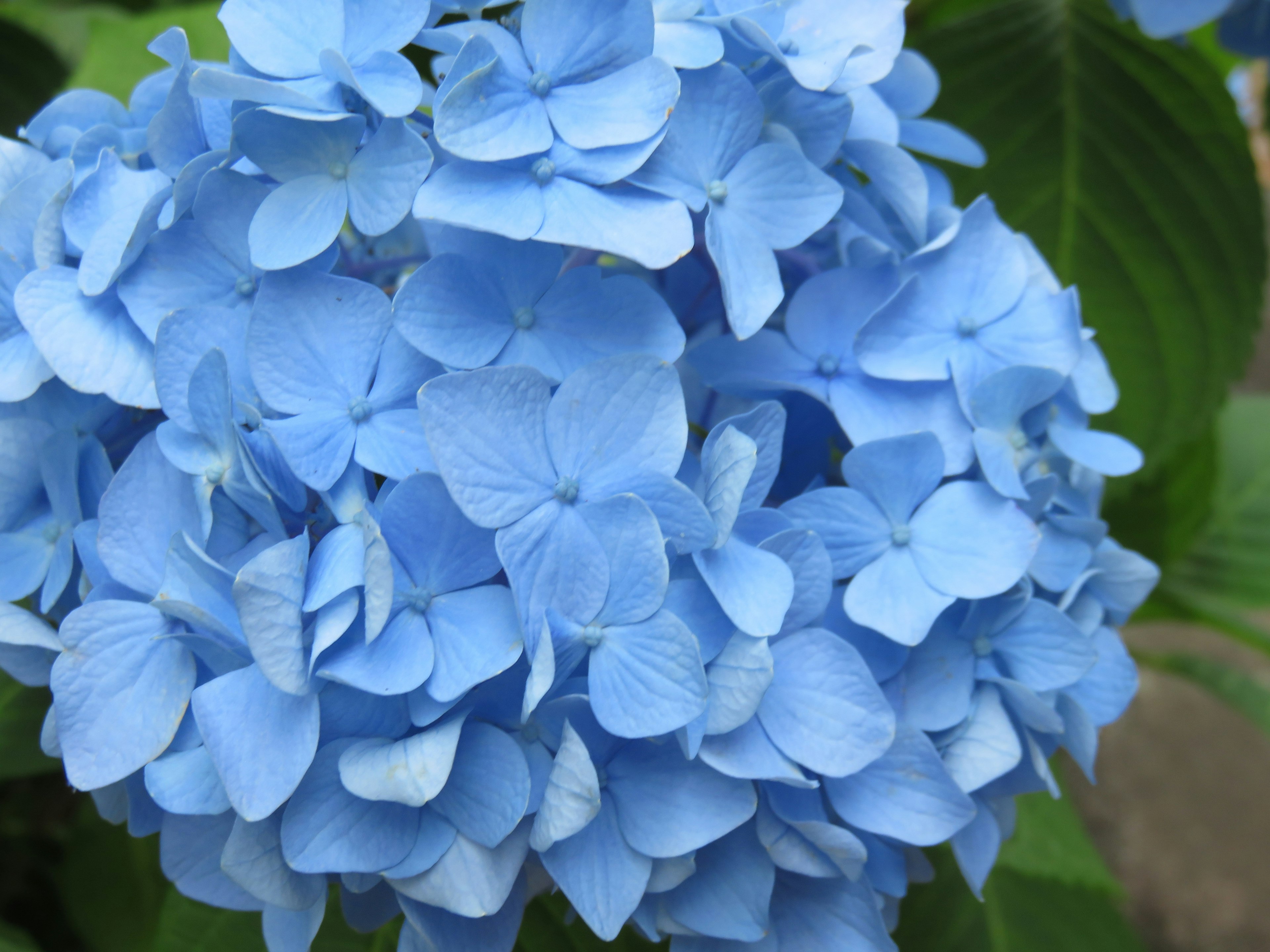 Blaue Hortensienblüten in voller Blüte