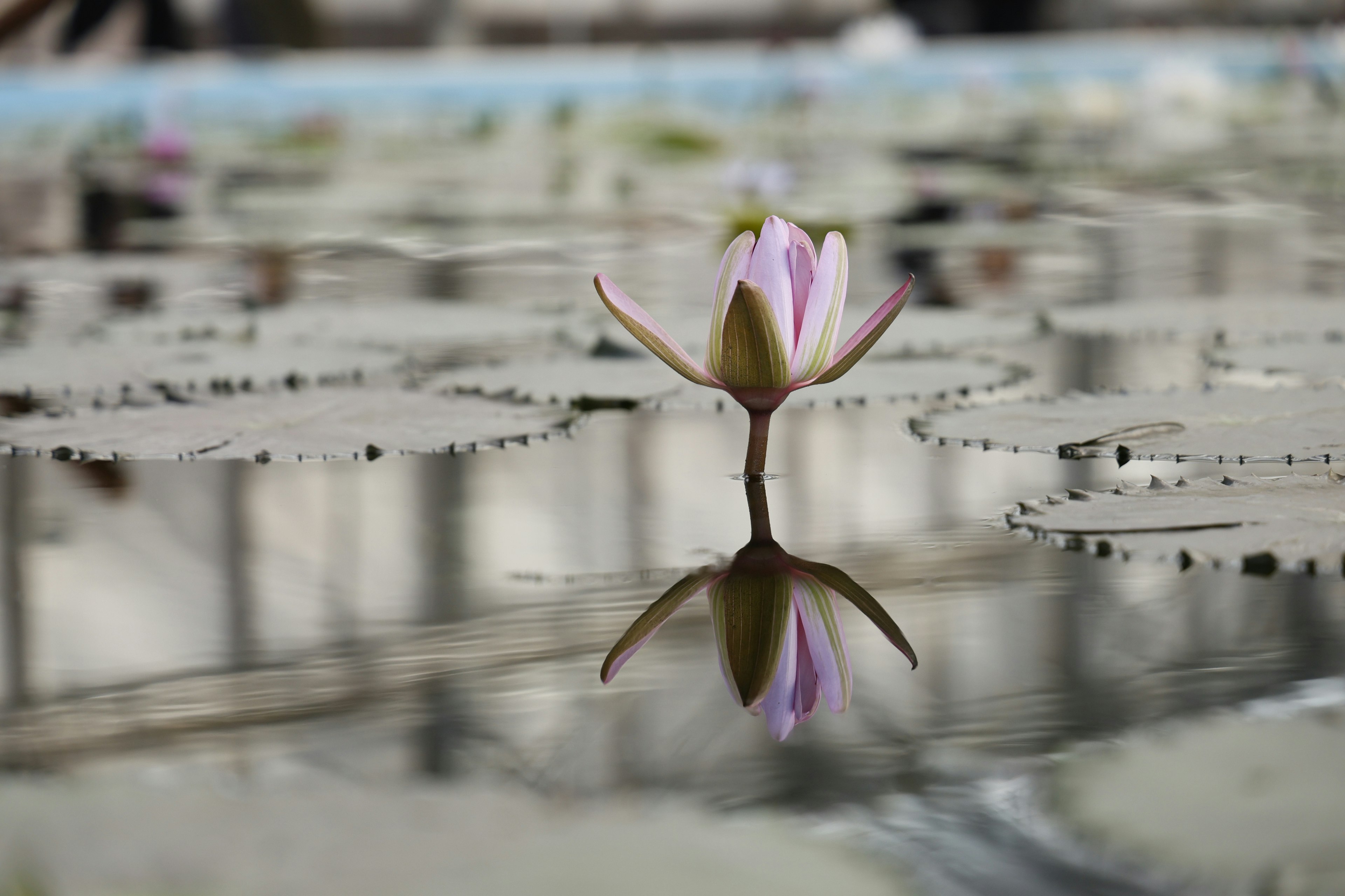 A light purple water lily floating on the surface with its reflection