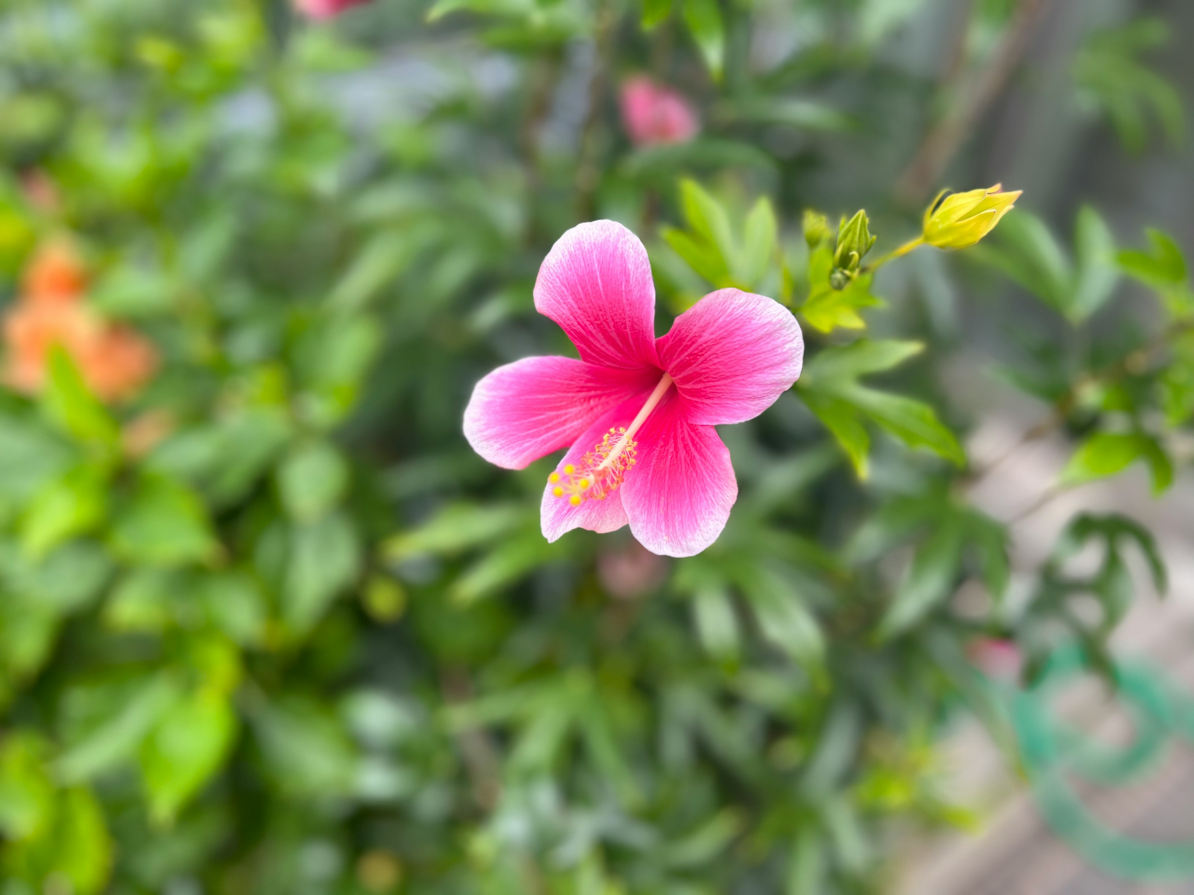 Bunga hibiskus pink cerah dikelilingi daun hijau