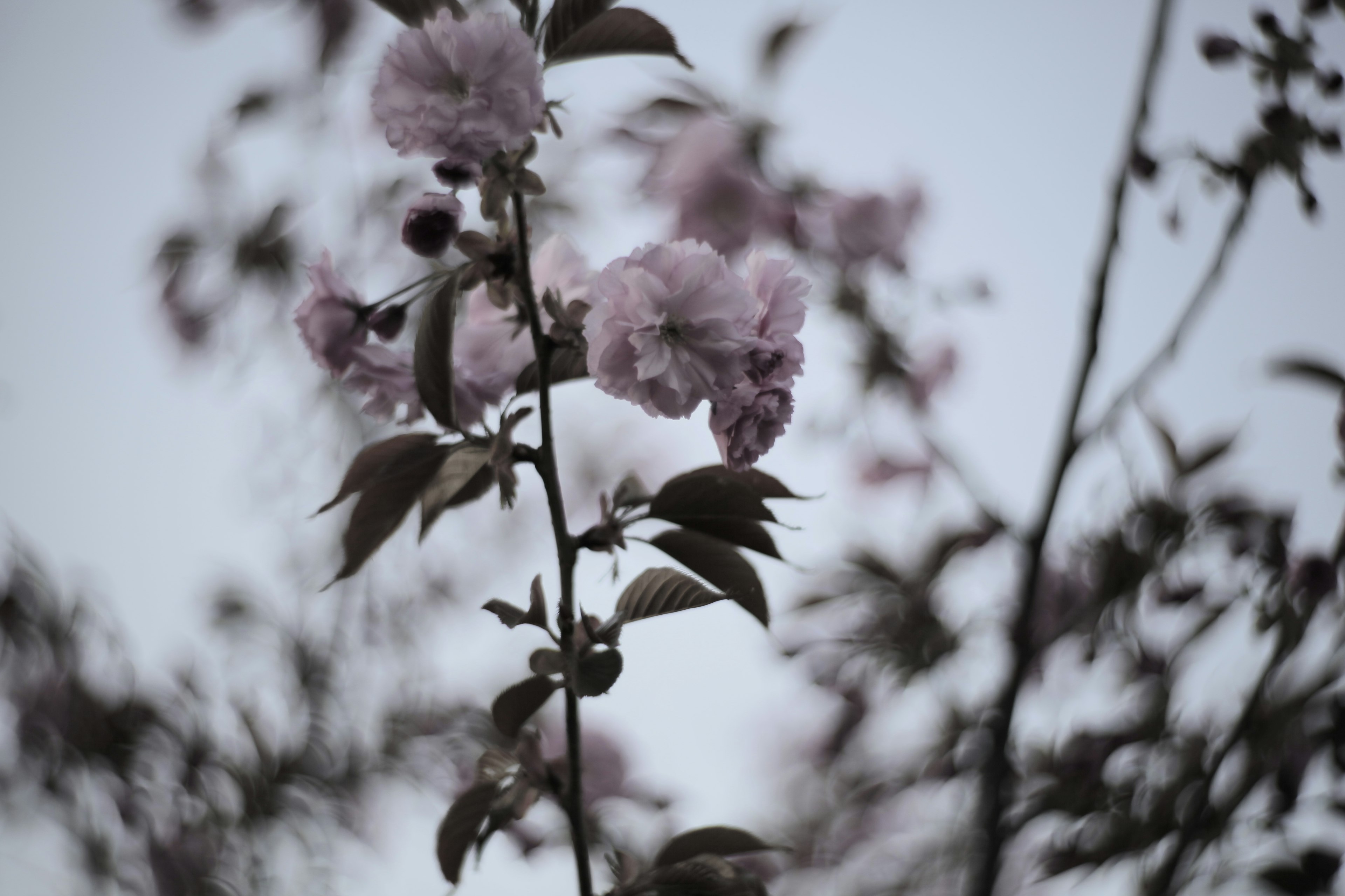 Ramo con fiori rosa chiaro e foglie su uno sfondo sfocato