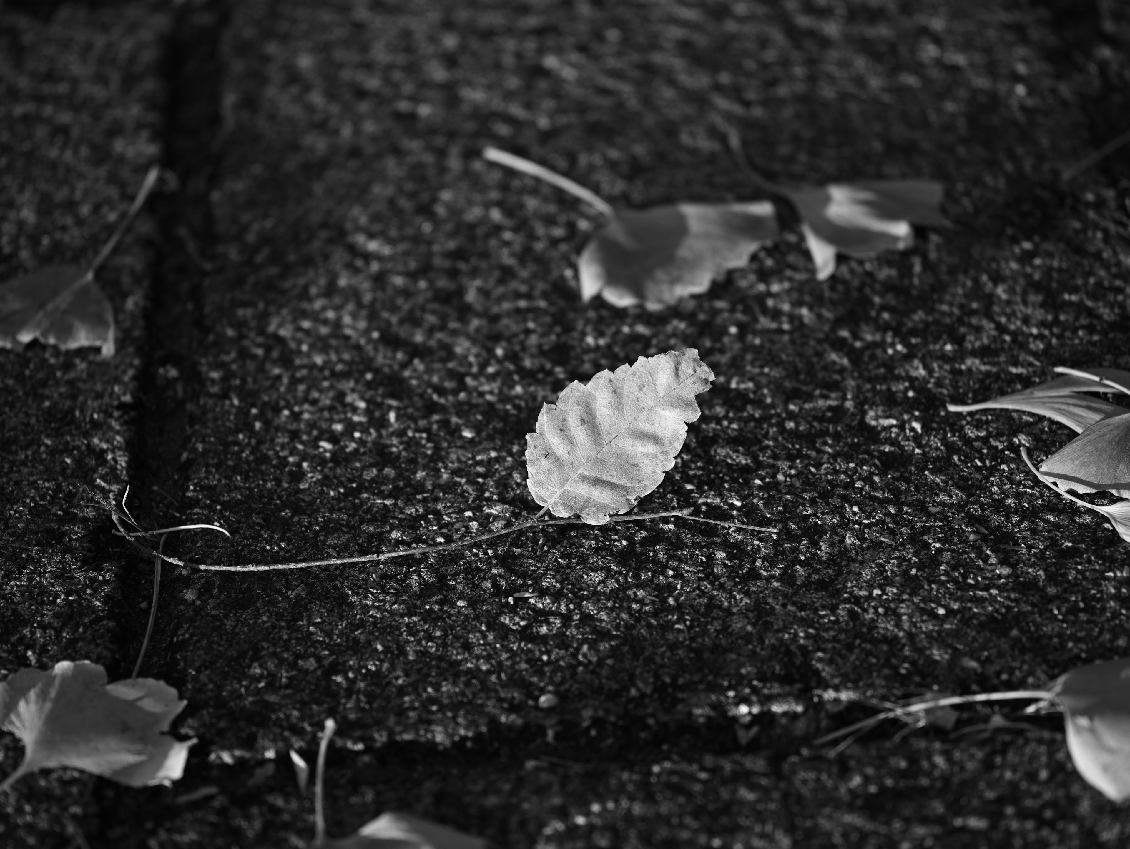 Imagen en blanco y negro con hojas esparcidas sobre una superficie texturizada