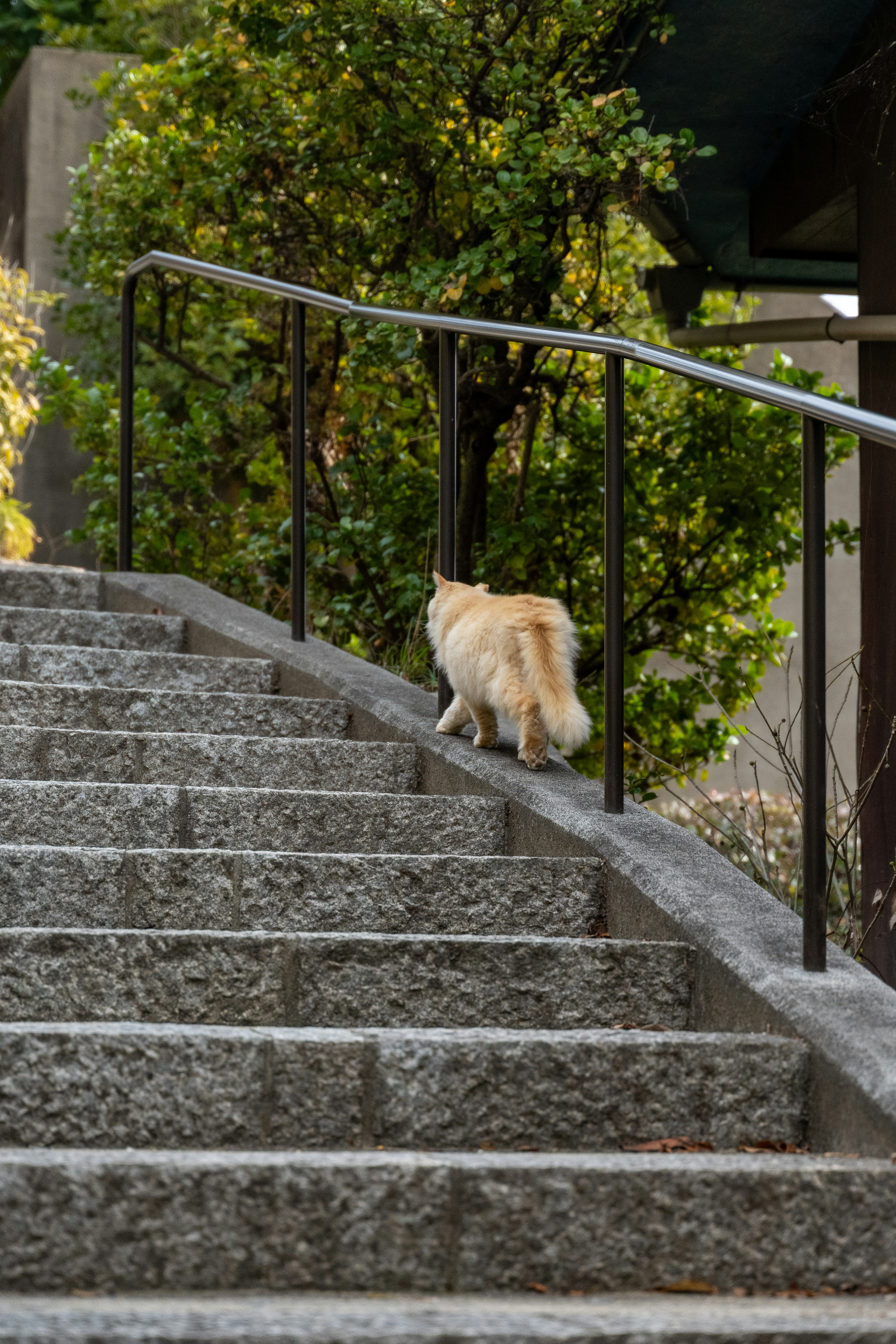 Dog walking up stone steps with greenery