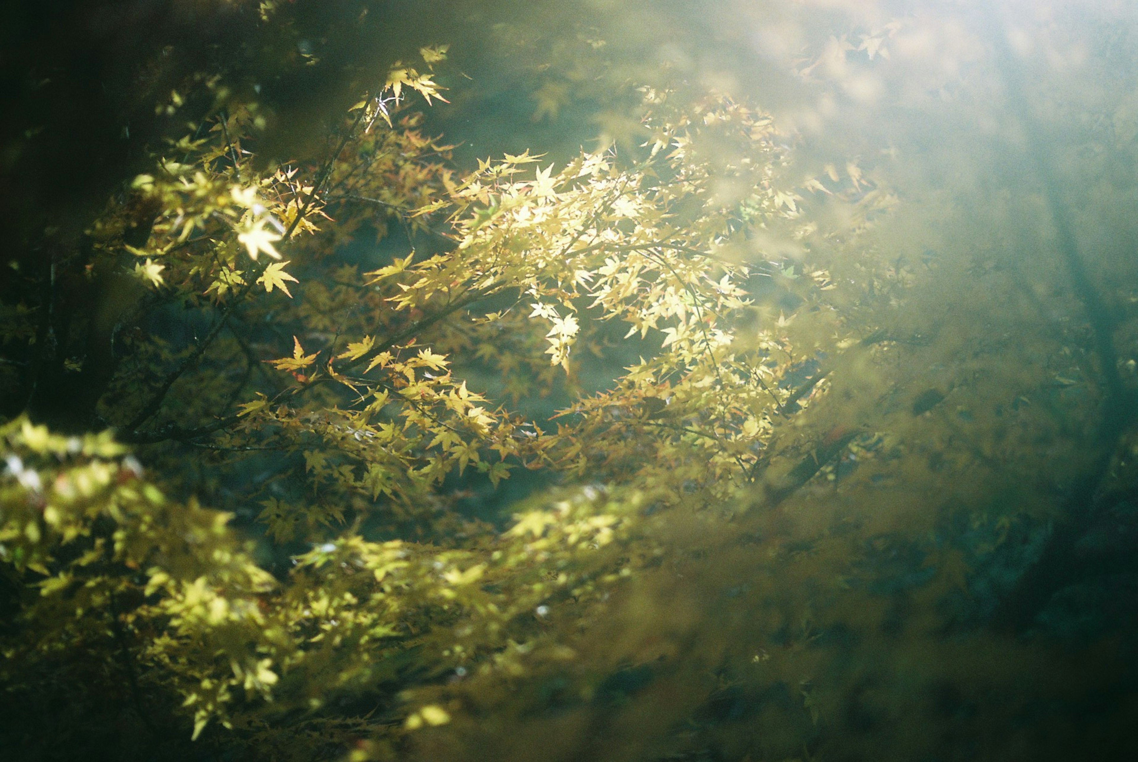 Belle scène naturelle avec des feuilles vertes détaillées éclairées par la lumière