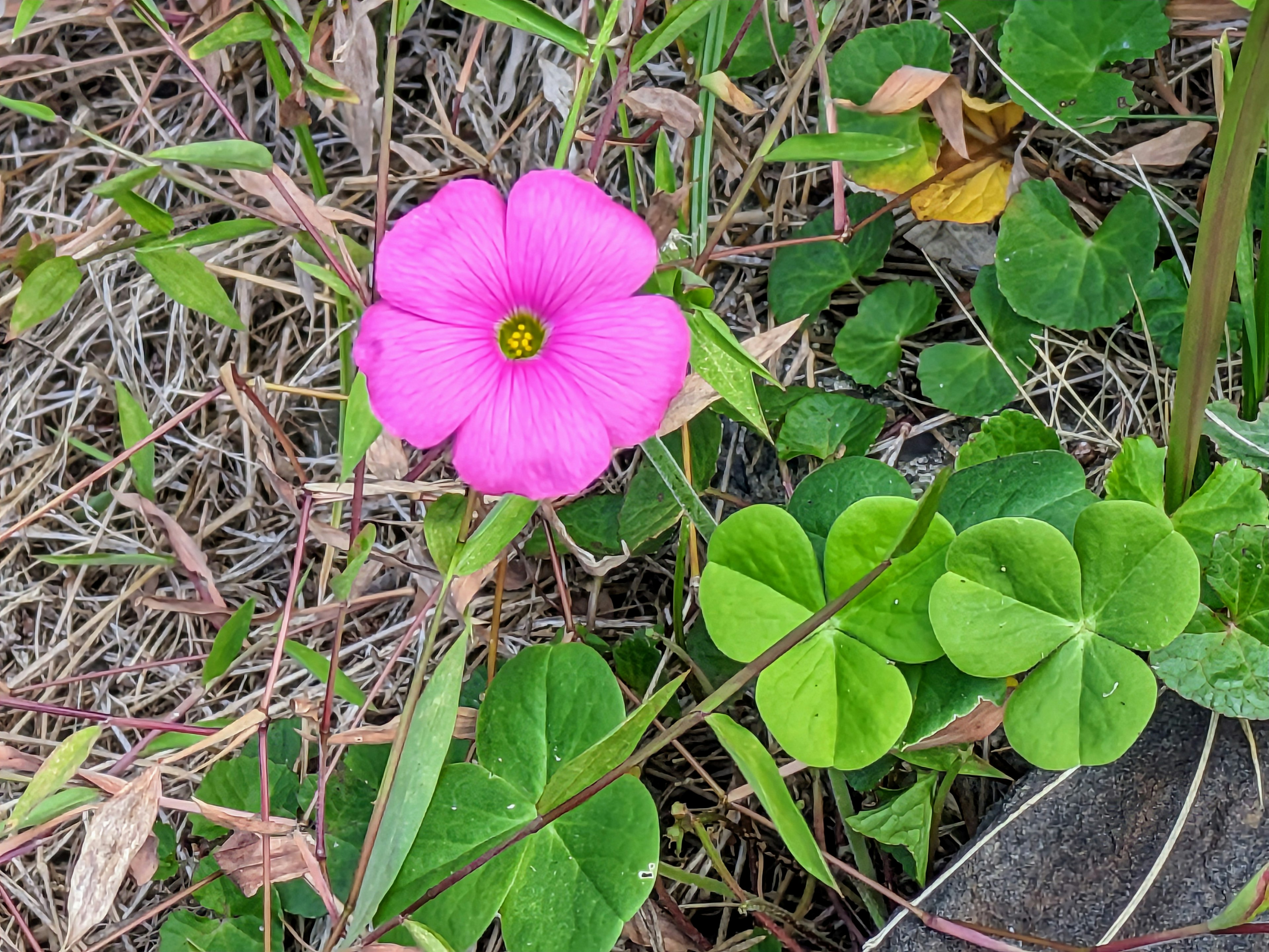 Bright pink flower surrounded by green clover leaves