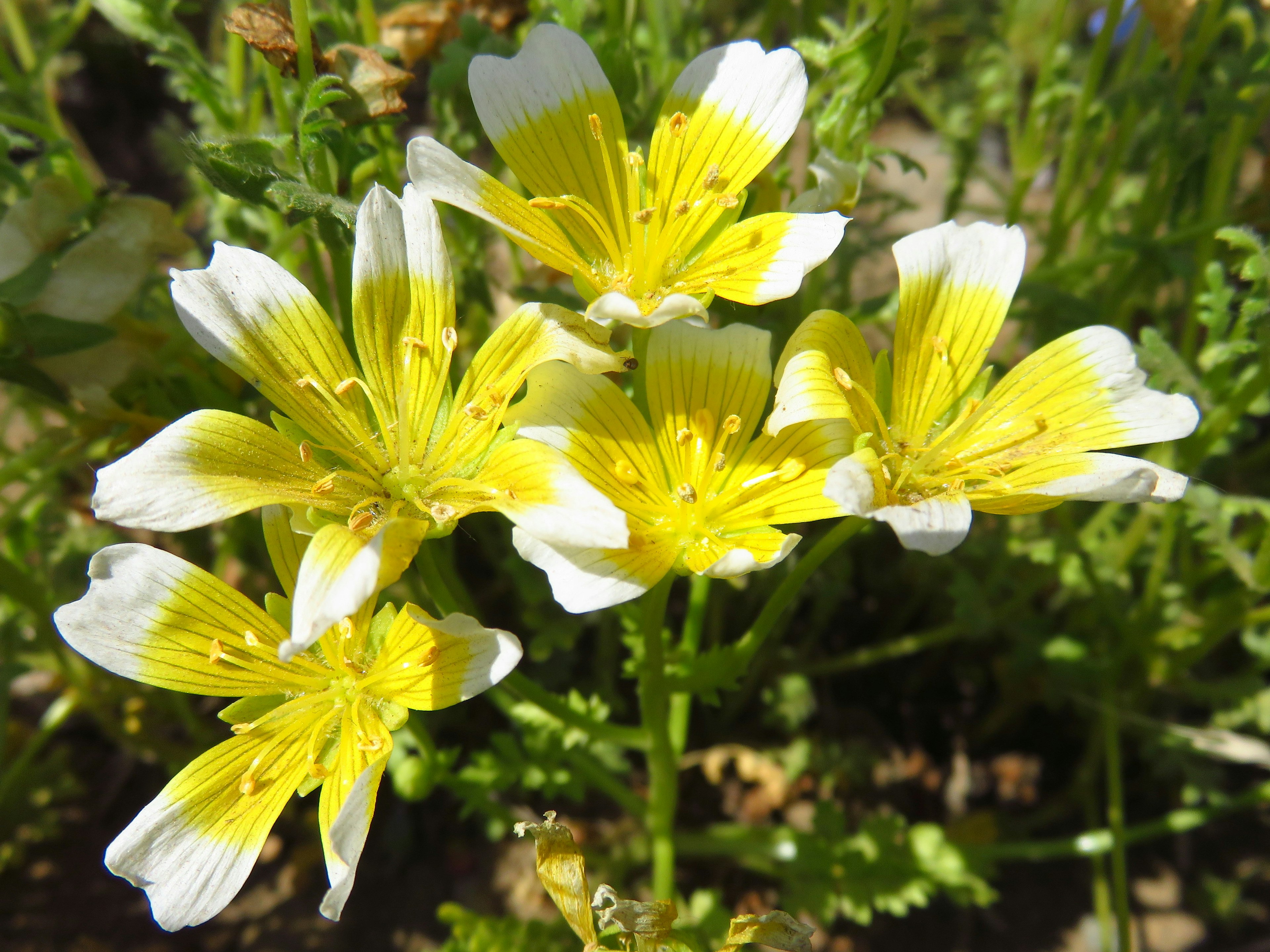 Bündel von gelben und weißen Blumen, die in einer natürlichen Umgebung blühen