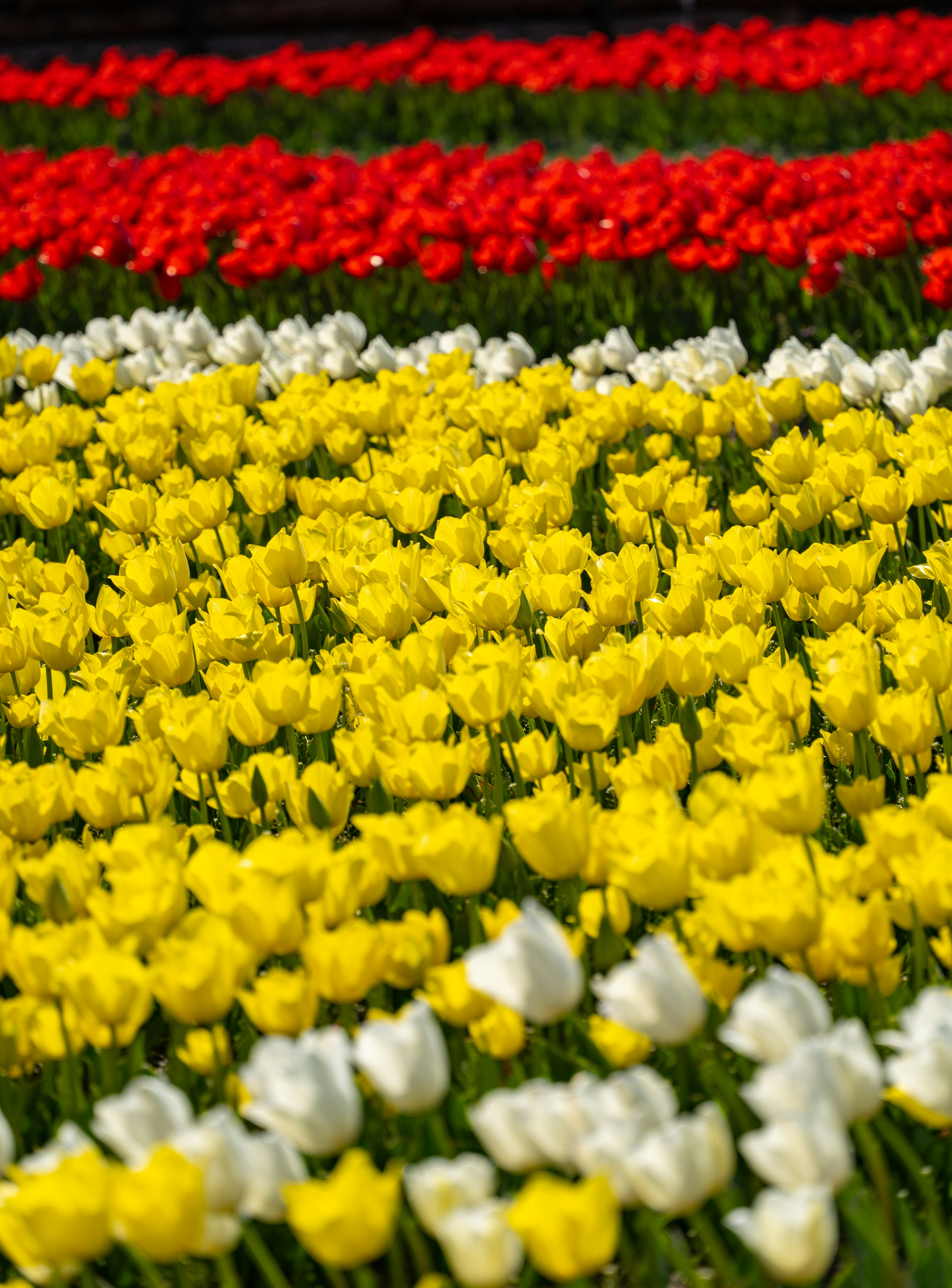 色とりどりのチューリップの花畑 赤い、黄色い、白いチューリップが並ぶ風景