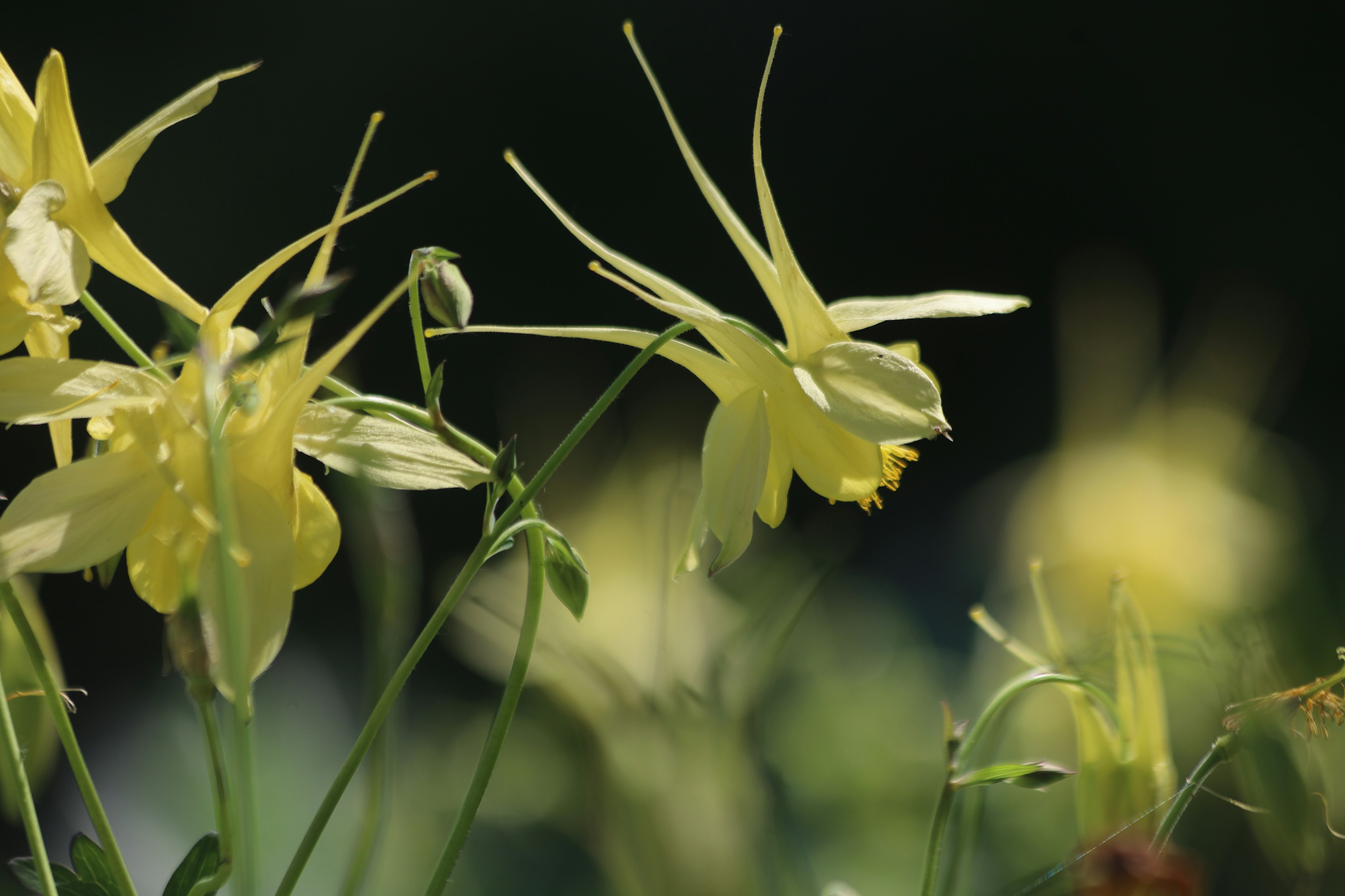 Nahaufnahme von gelben Blumen mit verschwommenem Hintergrund