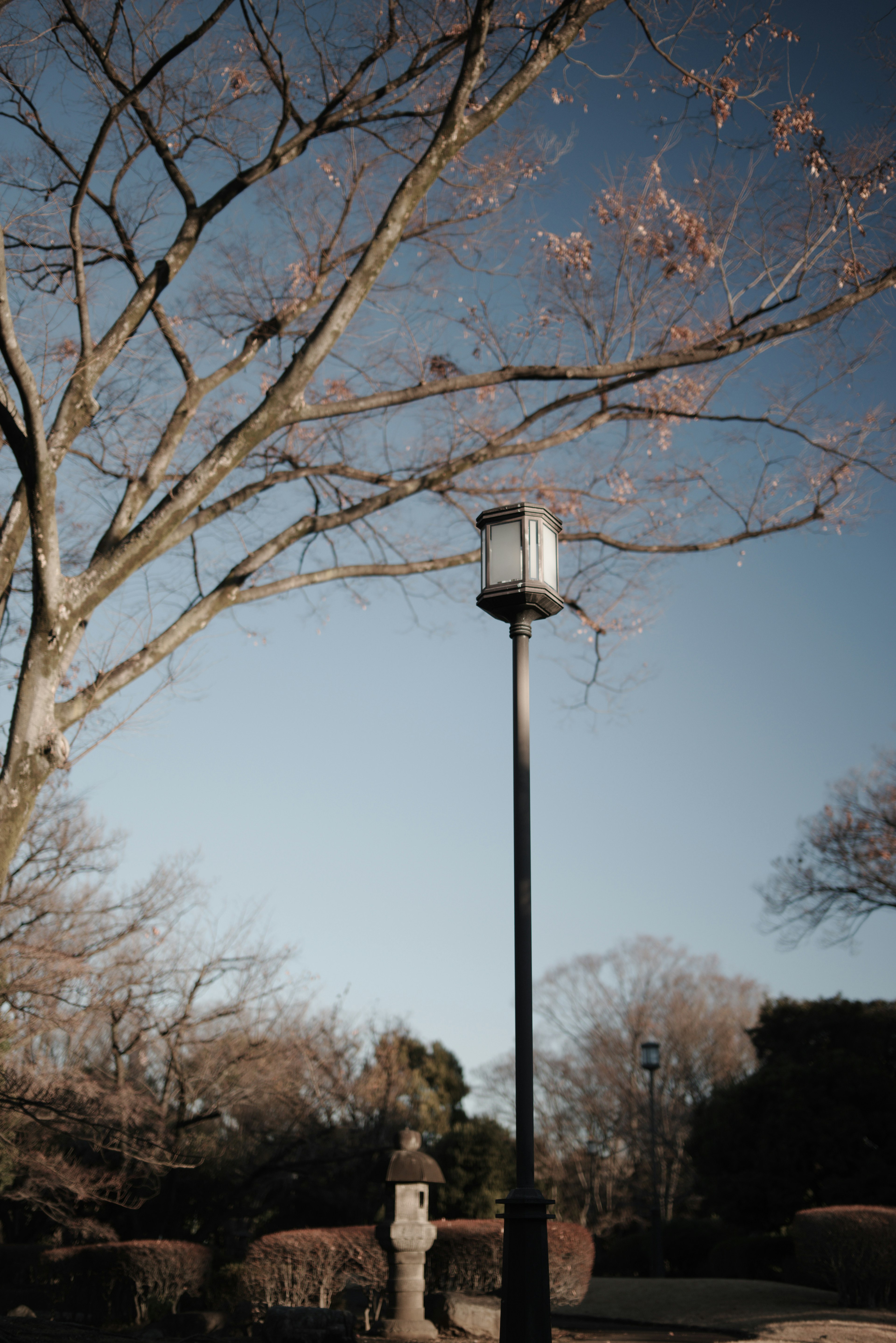 Una scena di parco tranquilla con un lampione e rami d'albero